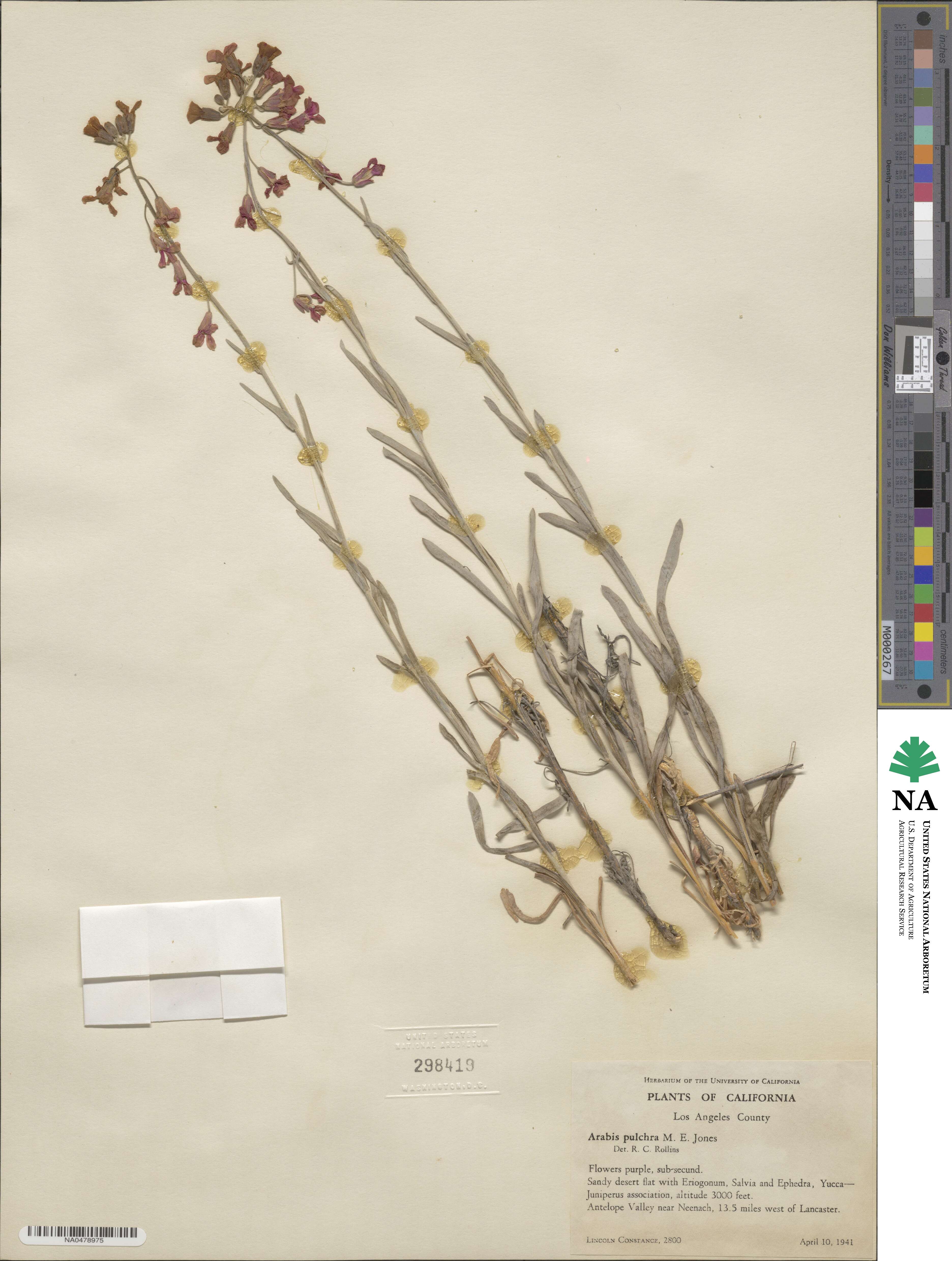 Boechera pulchra image