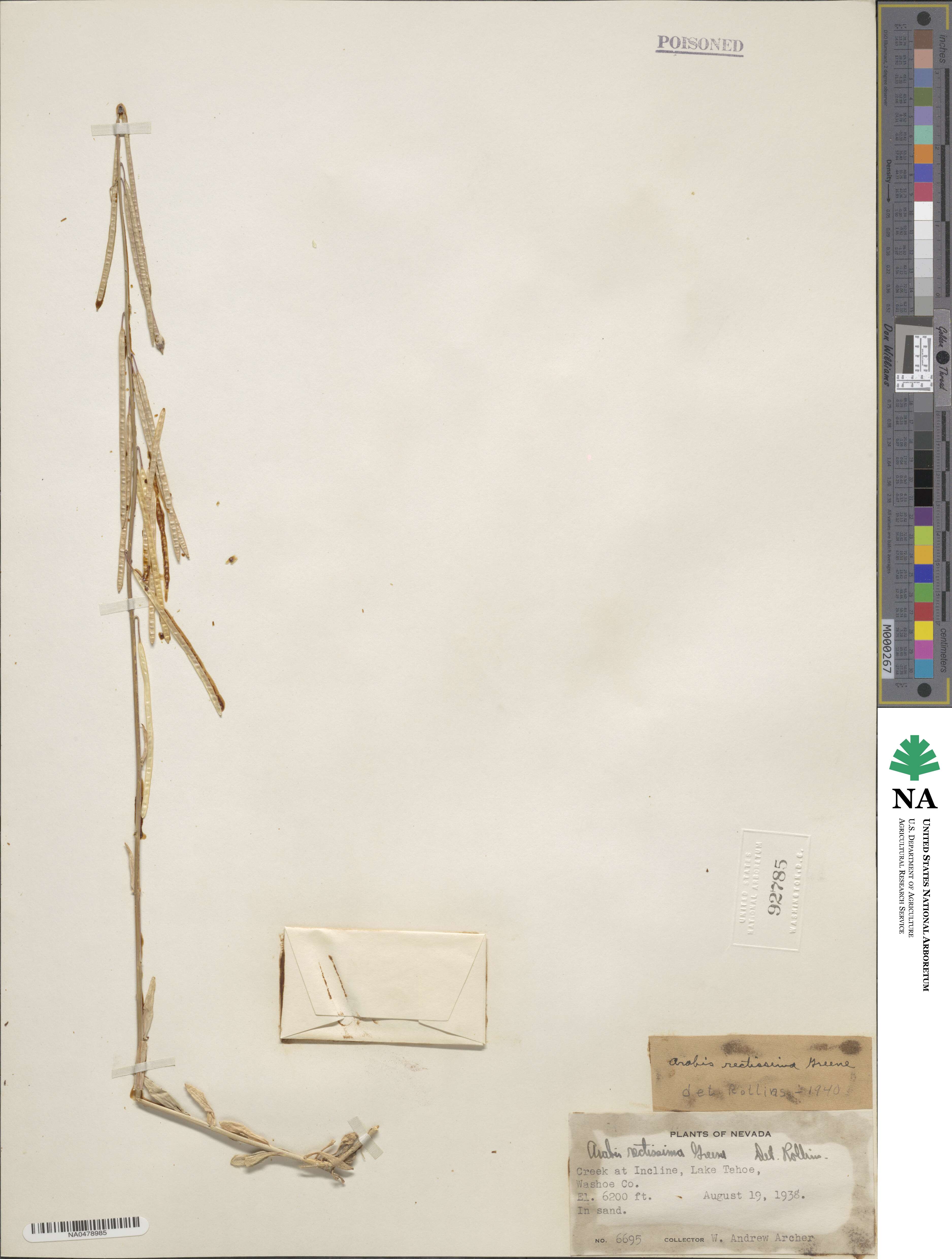 Boechera rectissima image