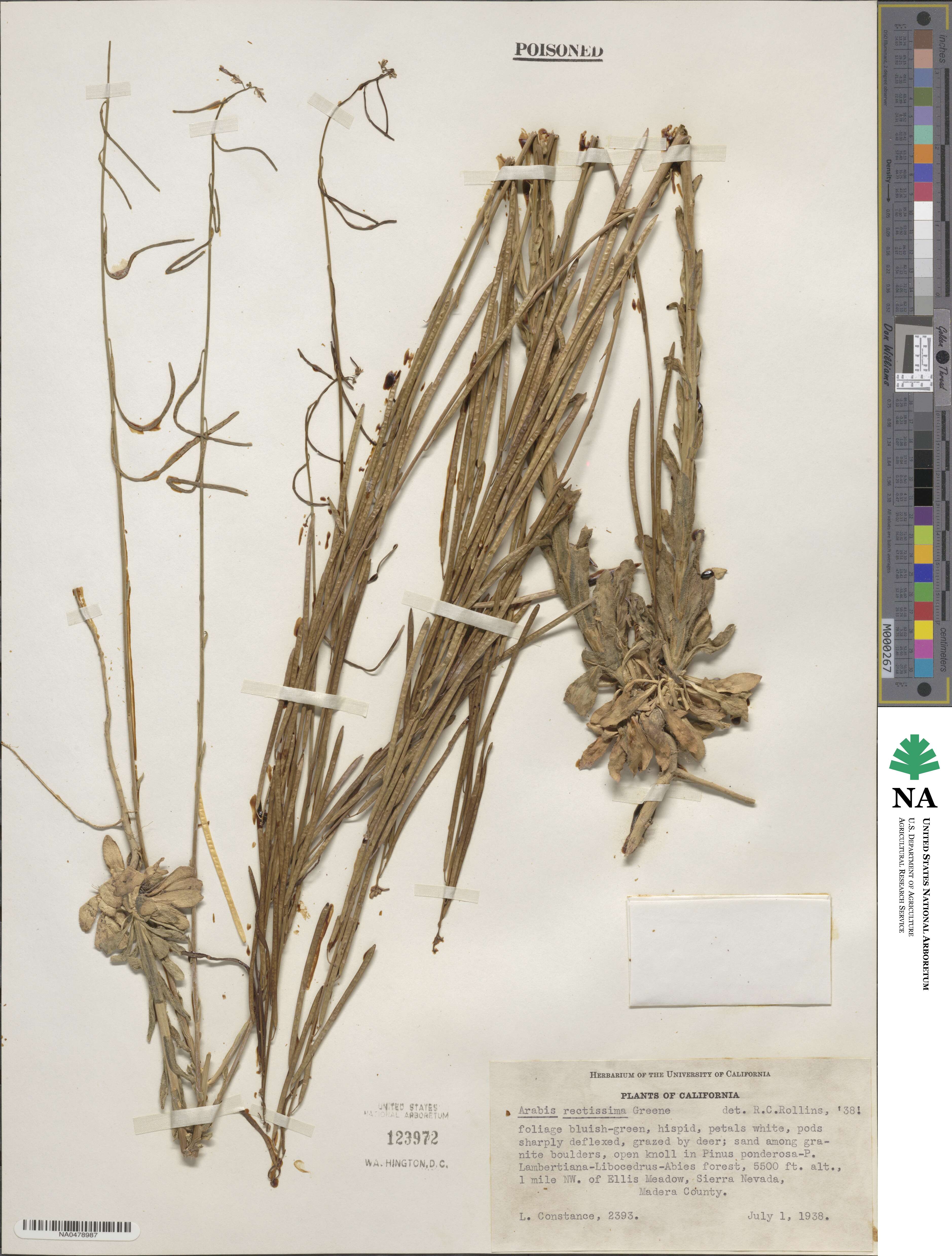 Boechera rectissima image
