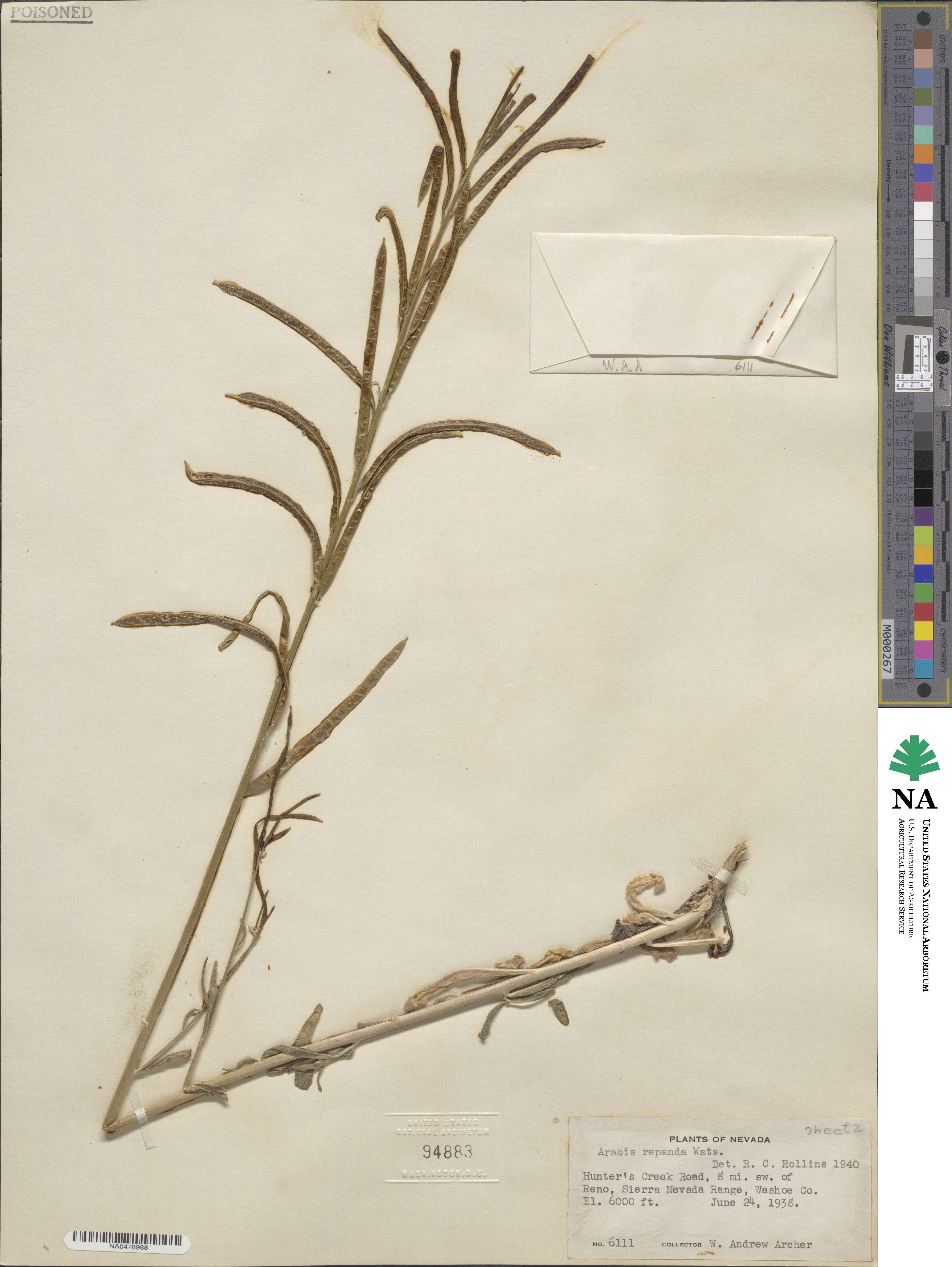 Yosemitea repanda image