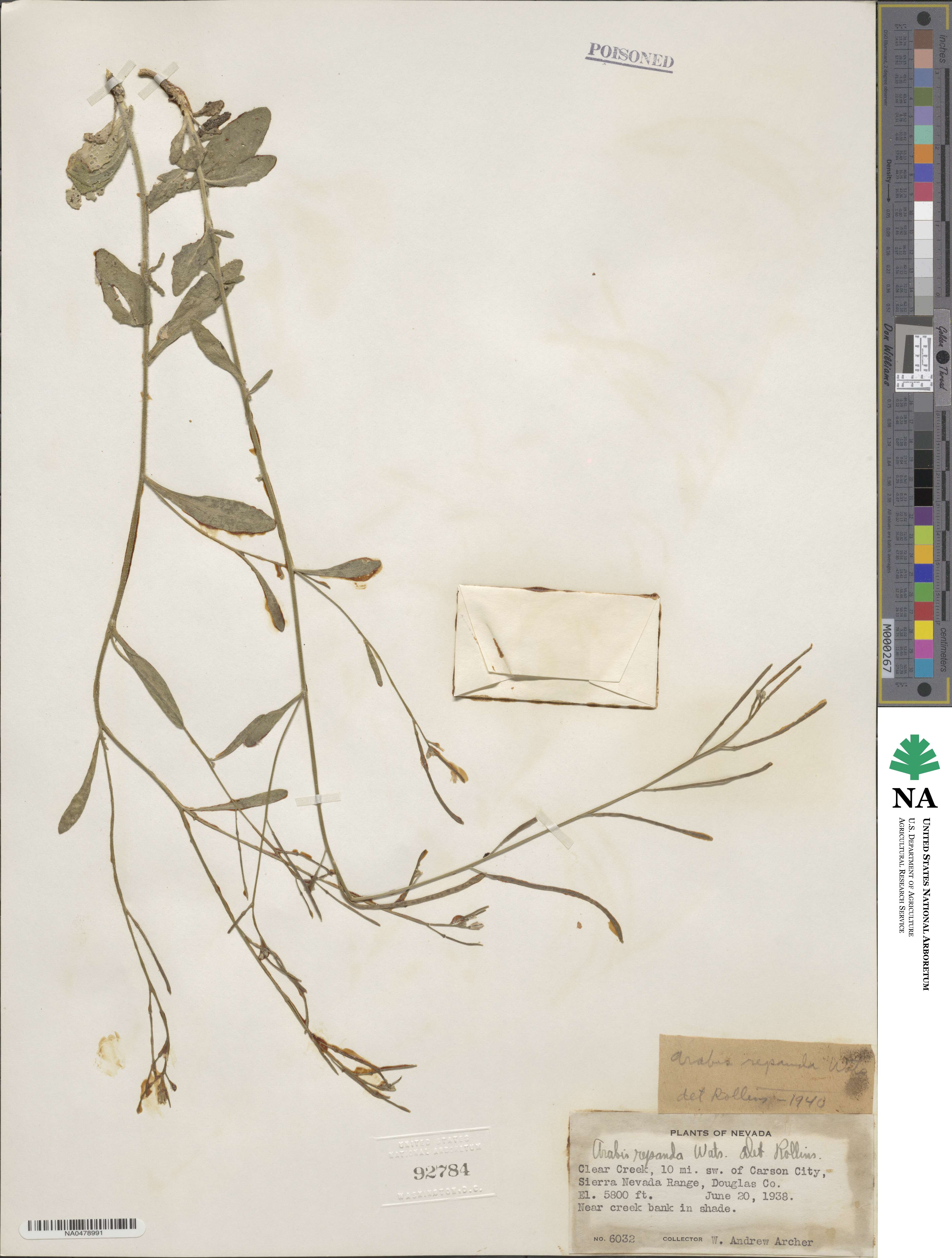 Yosemitea repanda image