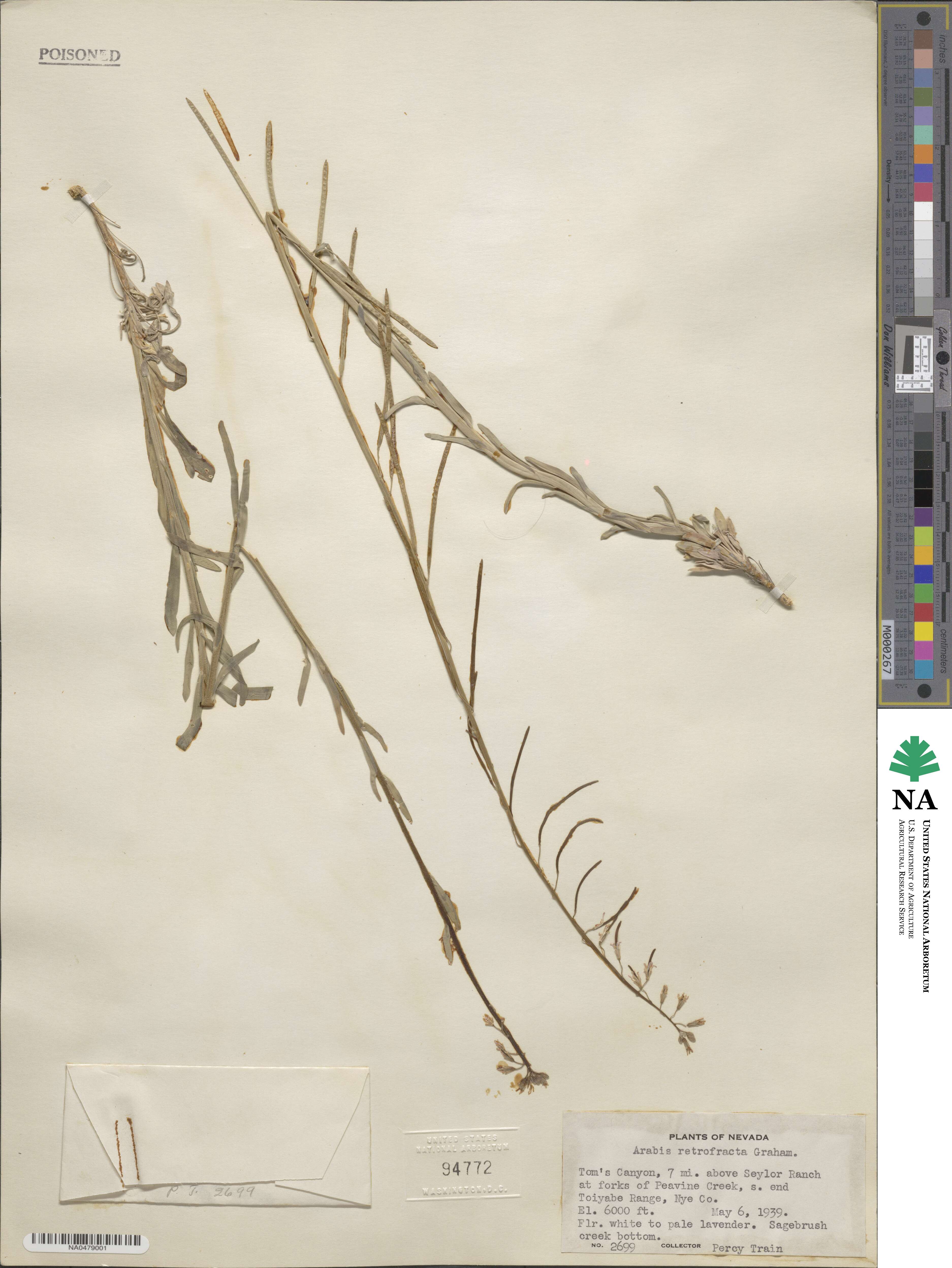 Boechera retrofracta image