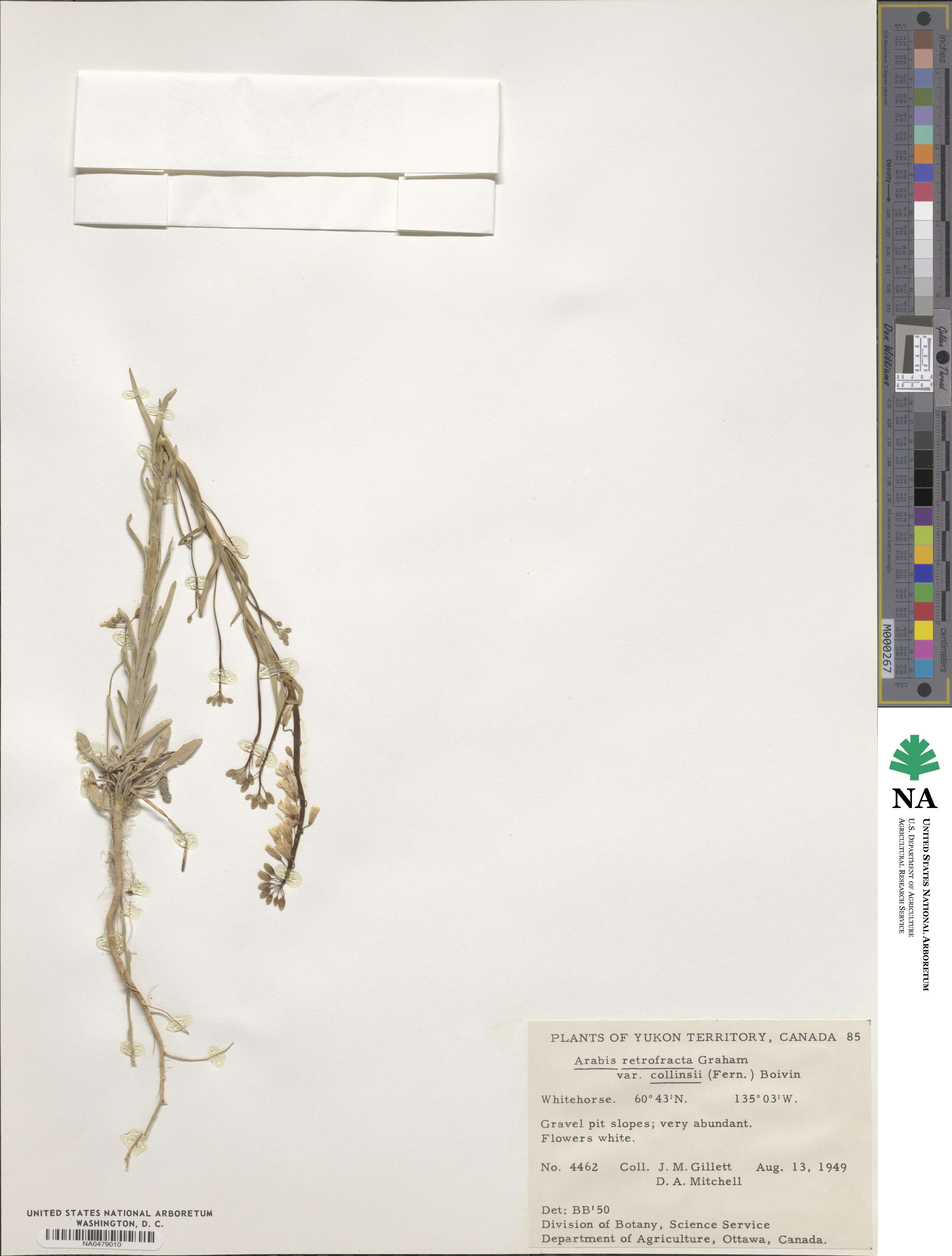 Boechera collinsii image