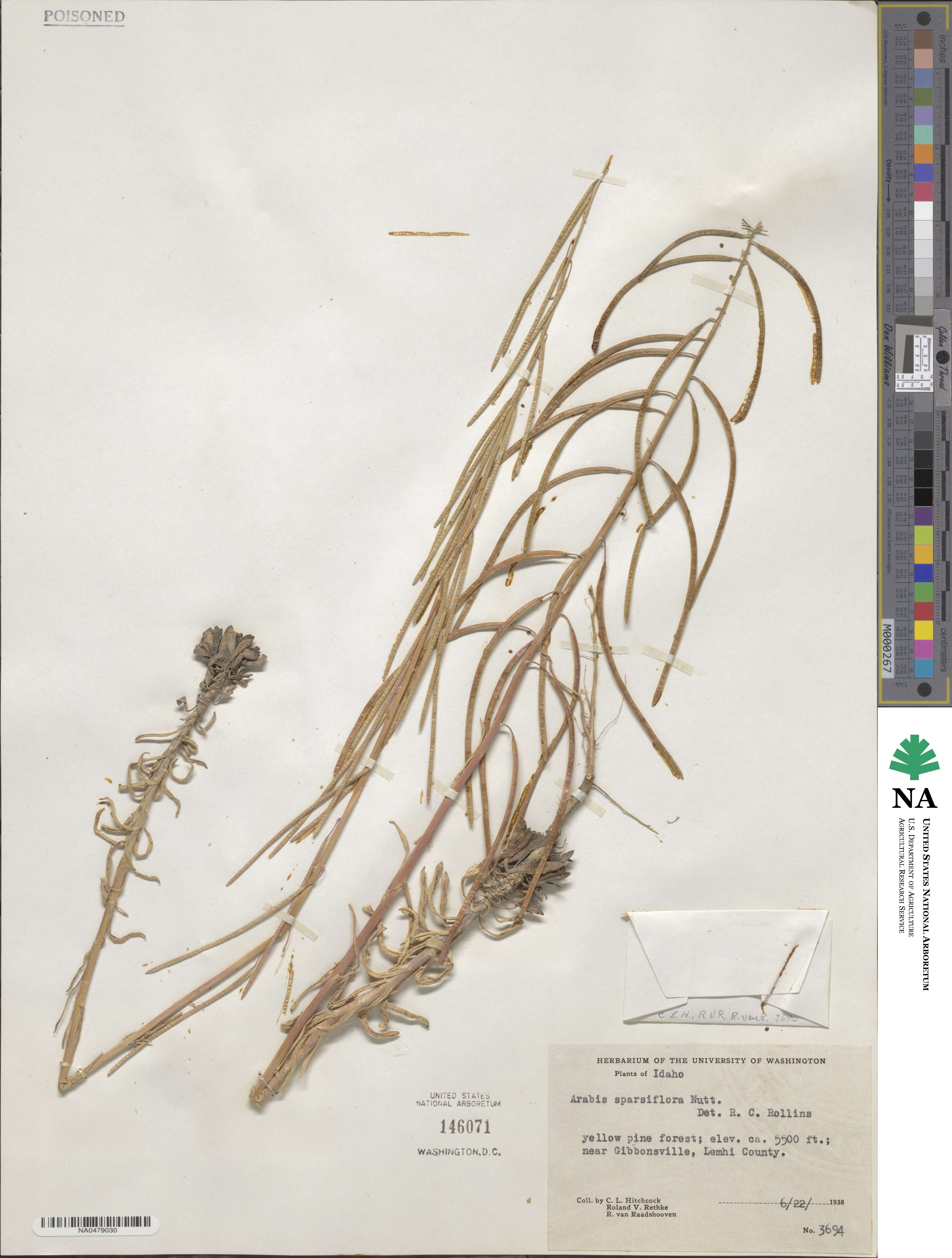 Arabis image