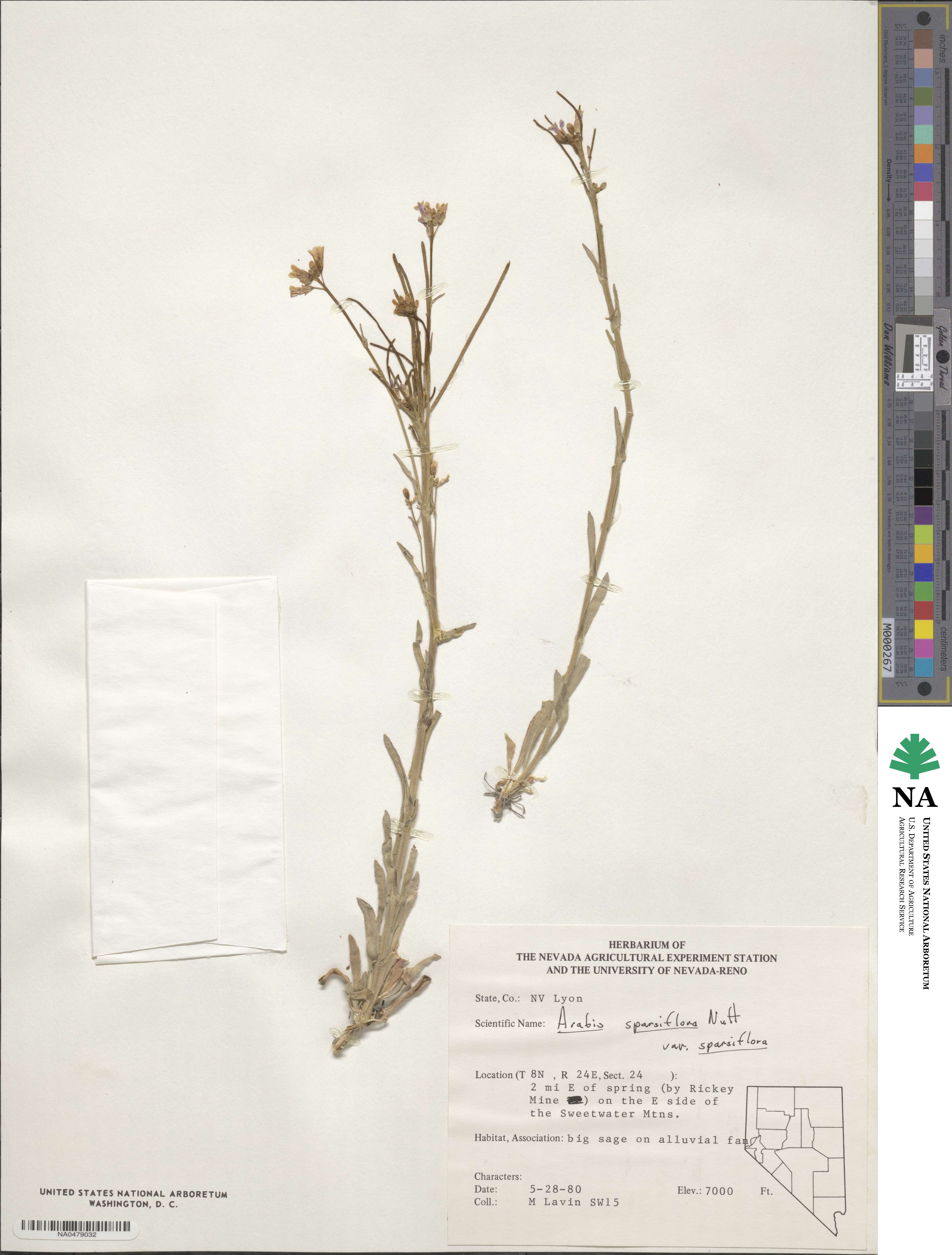 Arabis image