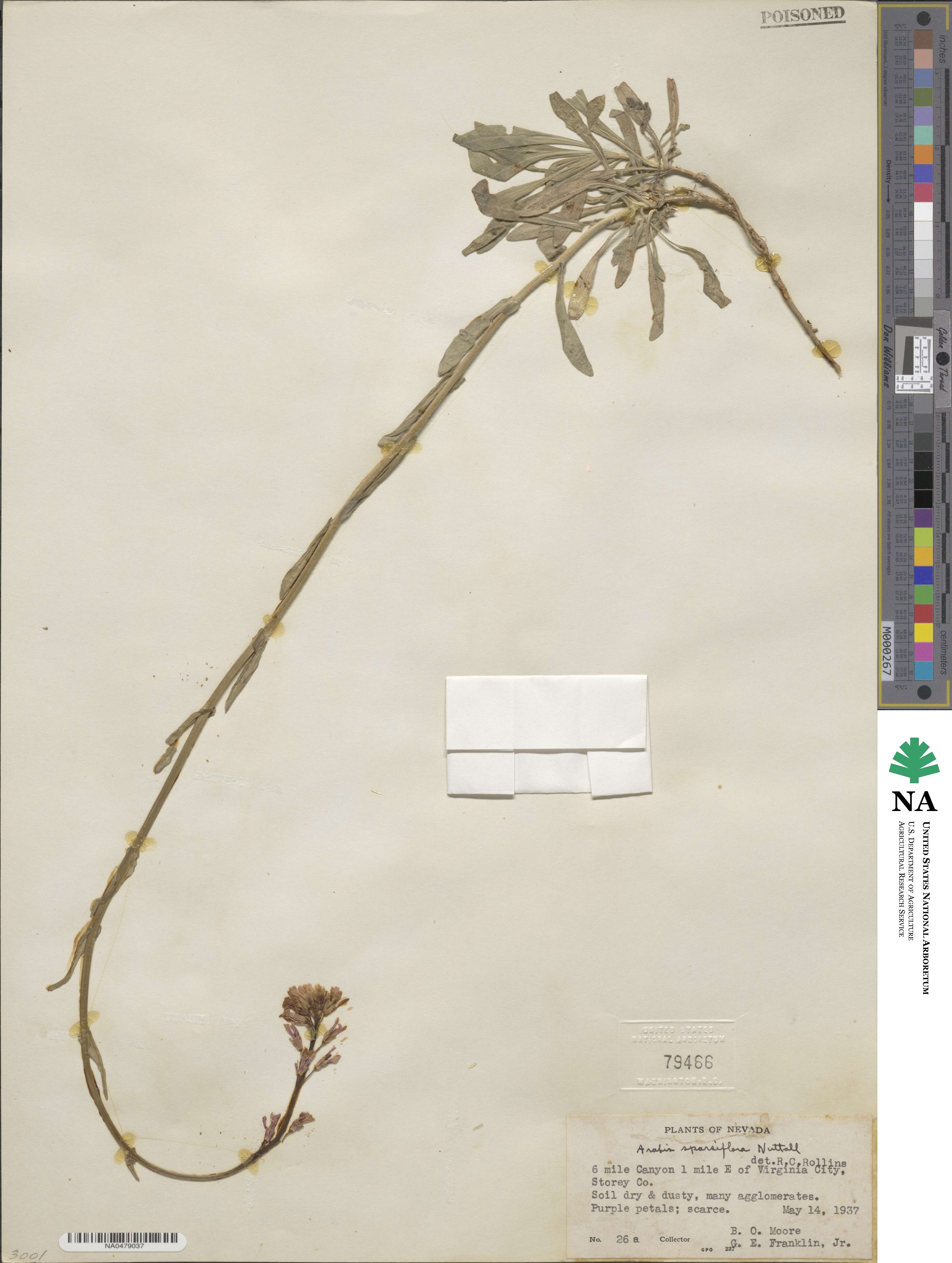 Arabis sparsiflora image