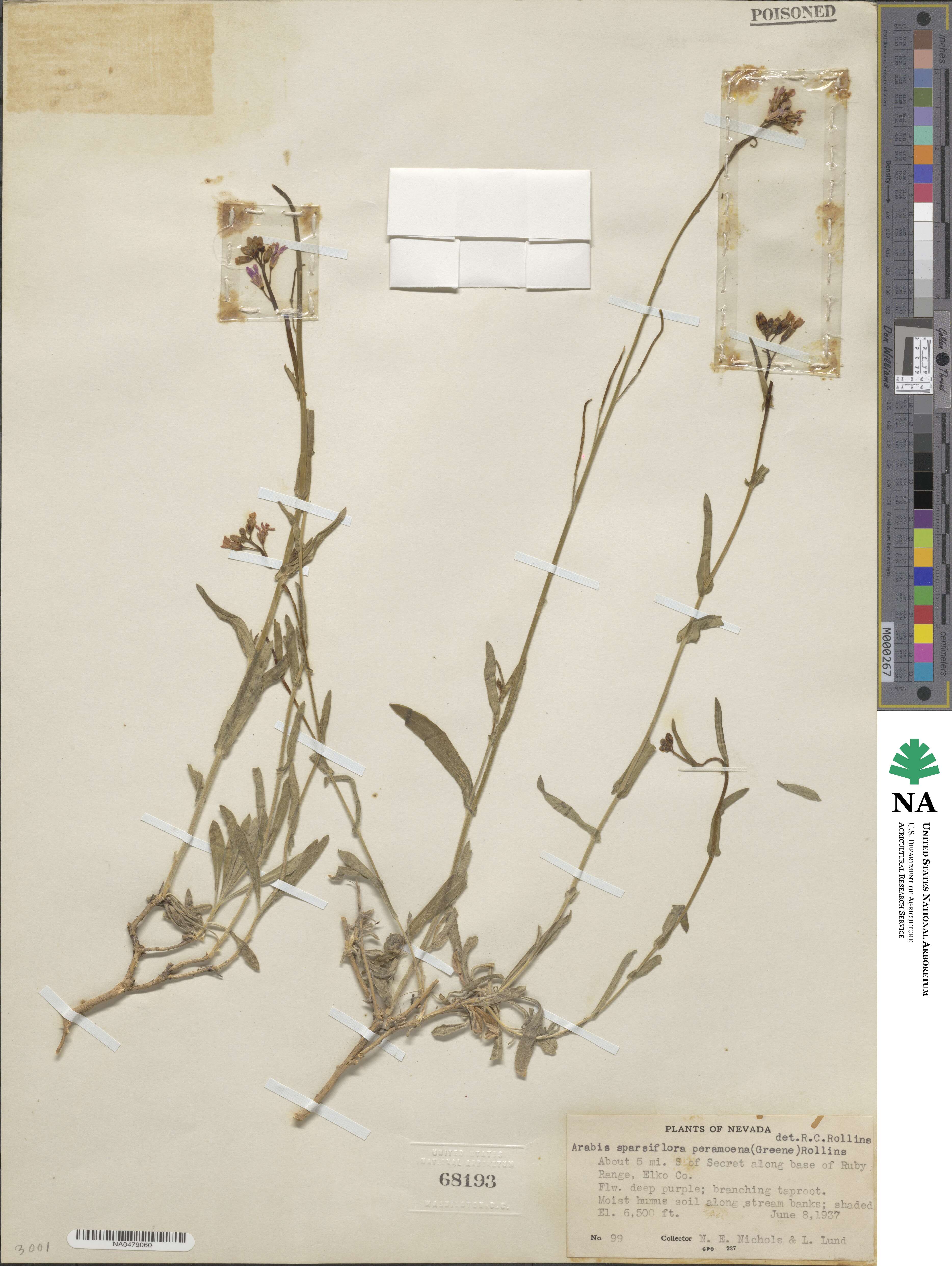 Boechera sparsiflora image