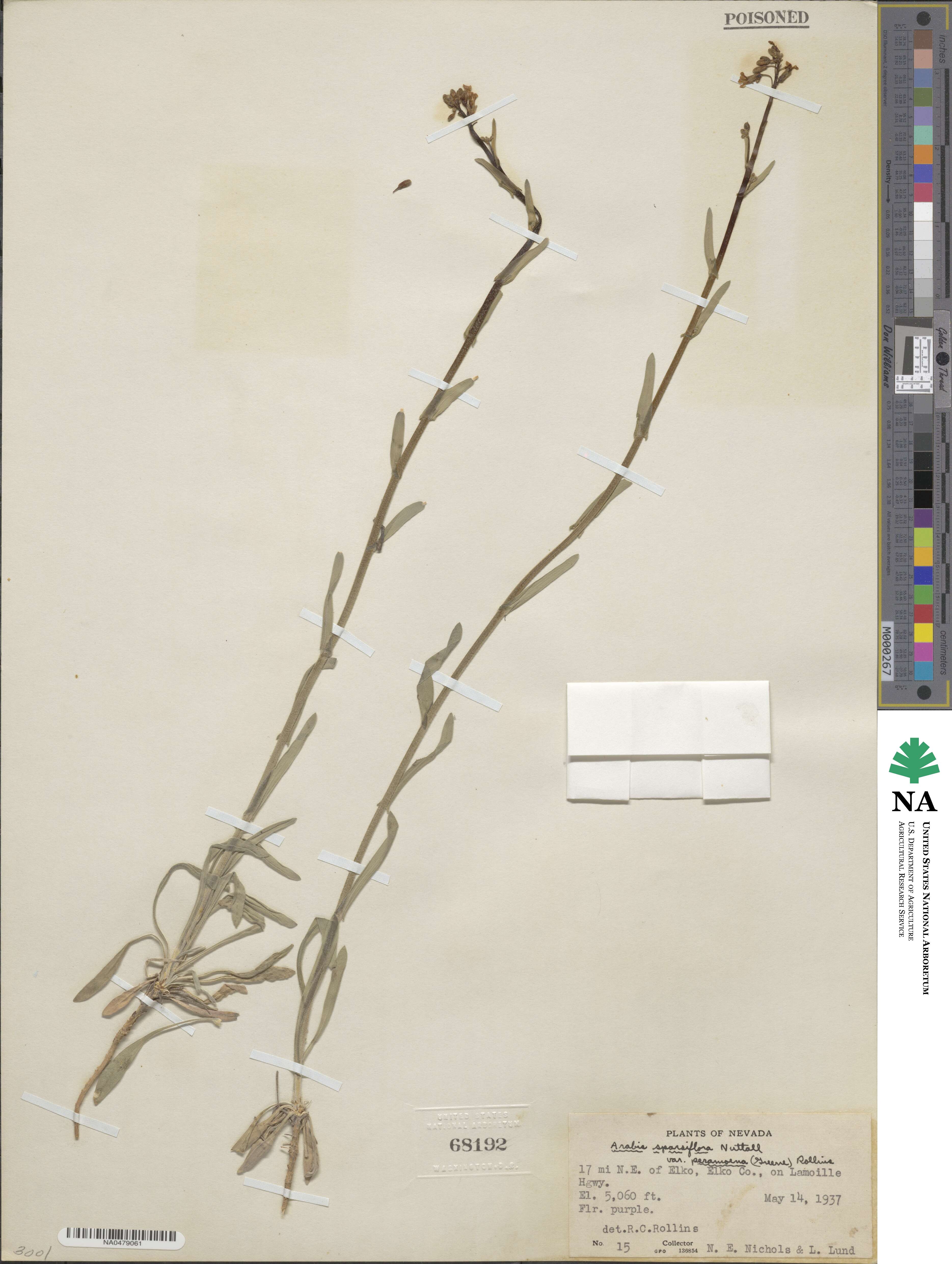 Boechera sparsiflora image