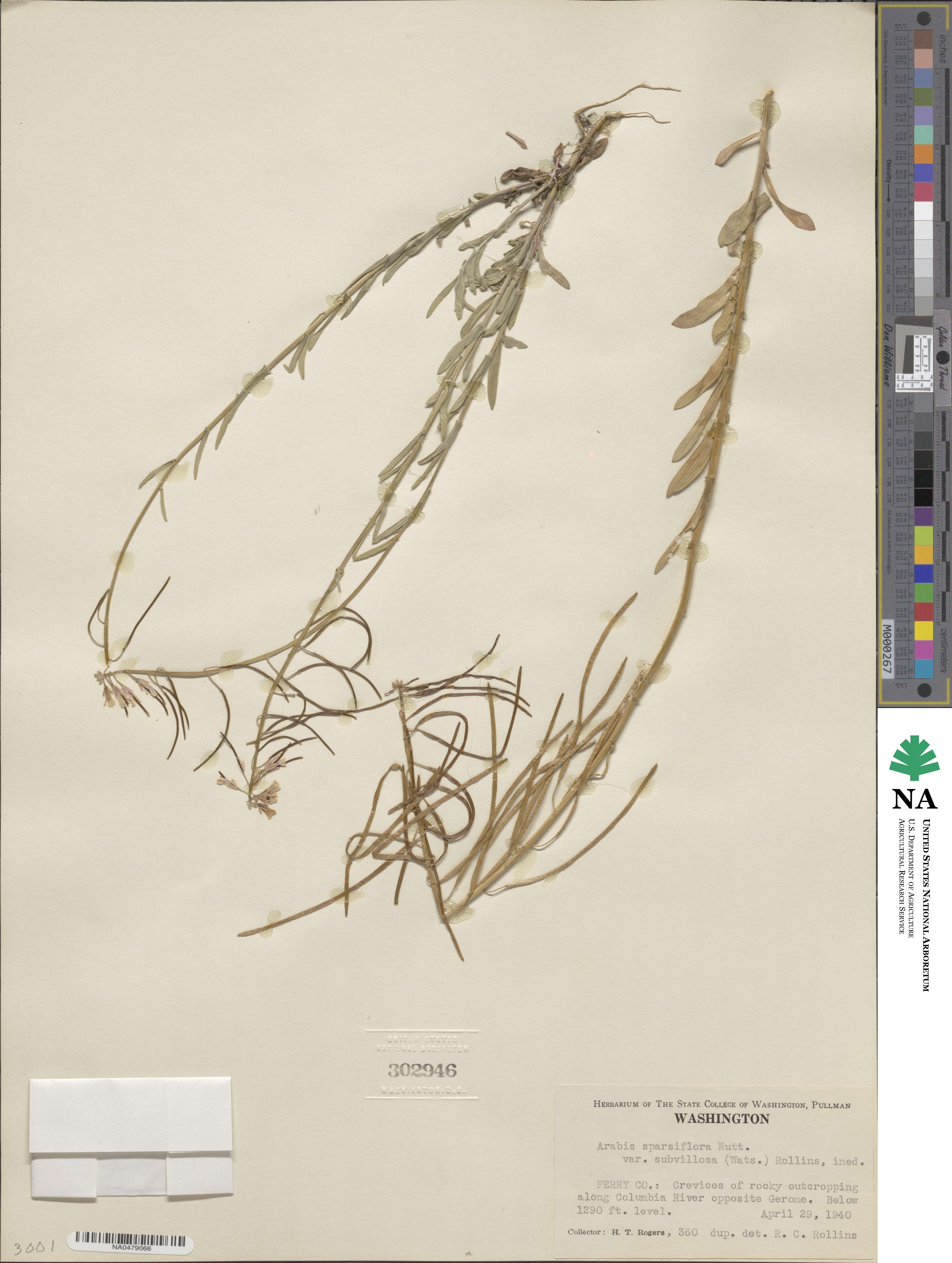 Boechera pauciflora image