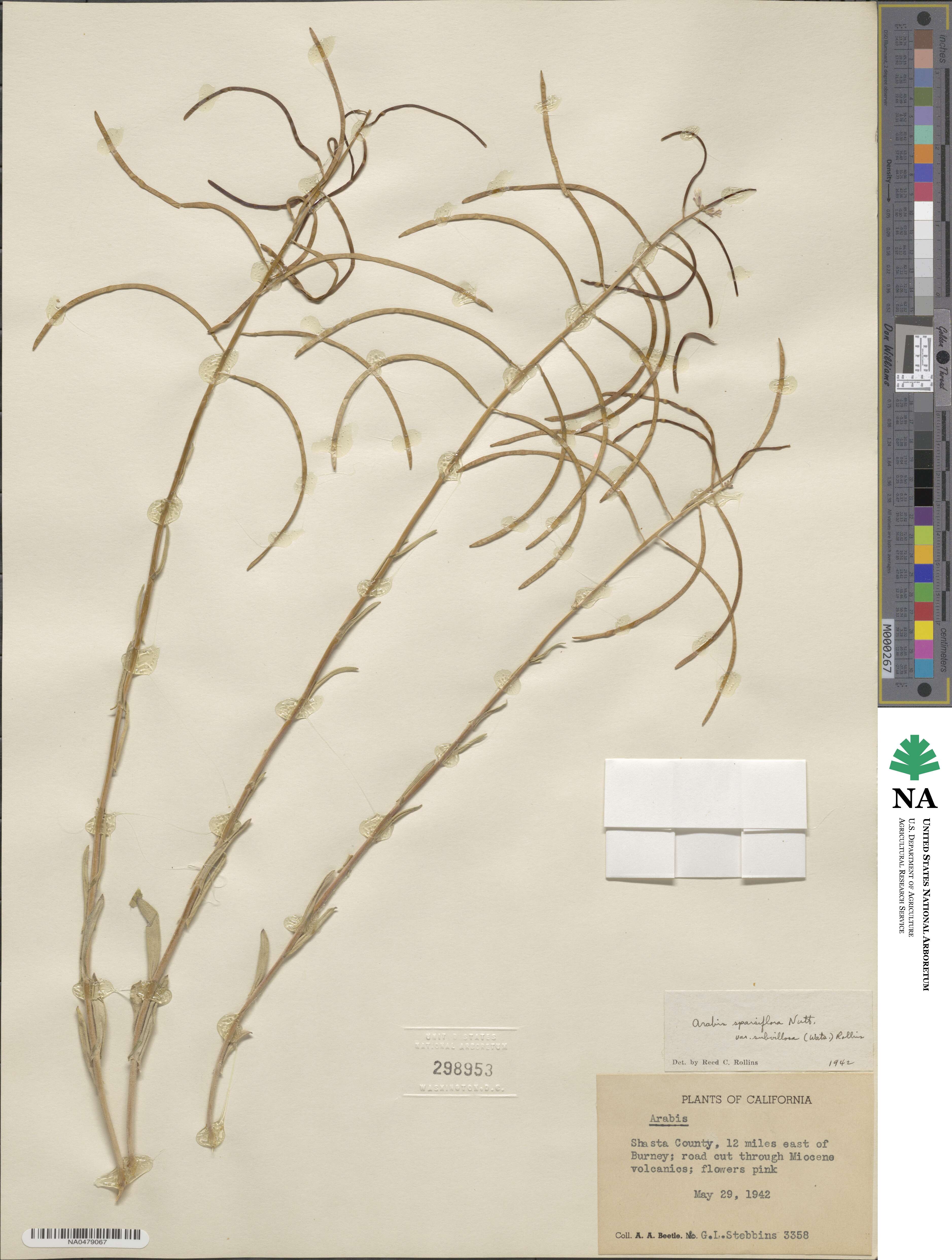 Boechera pauciflora image