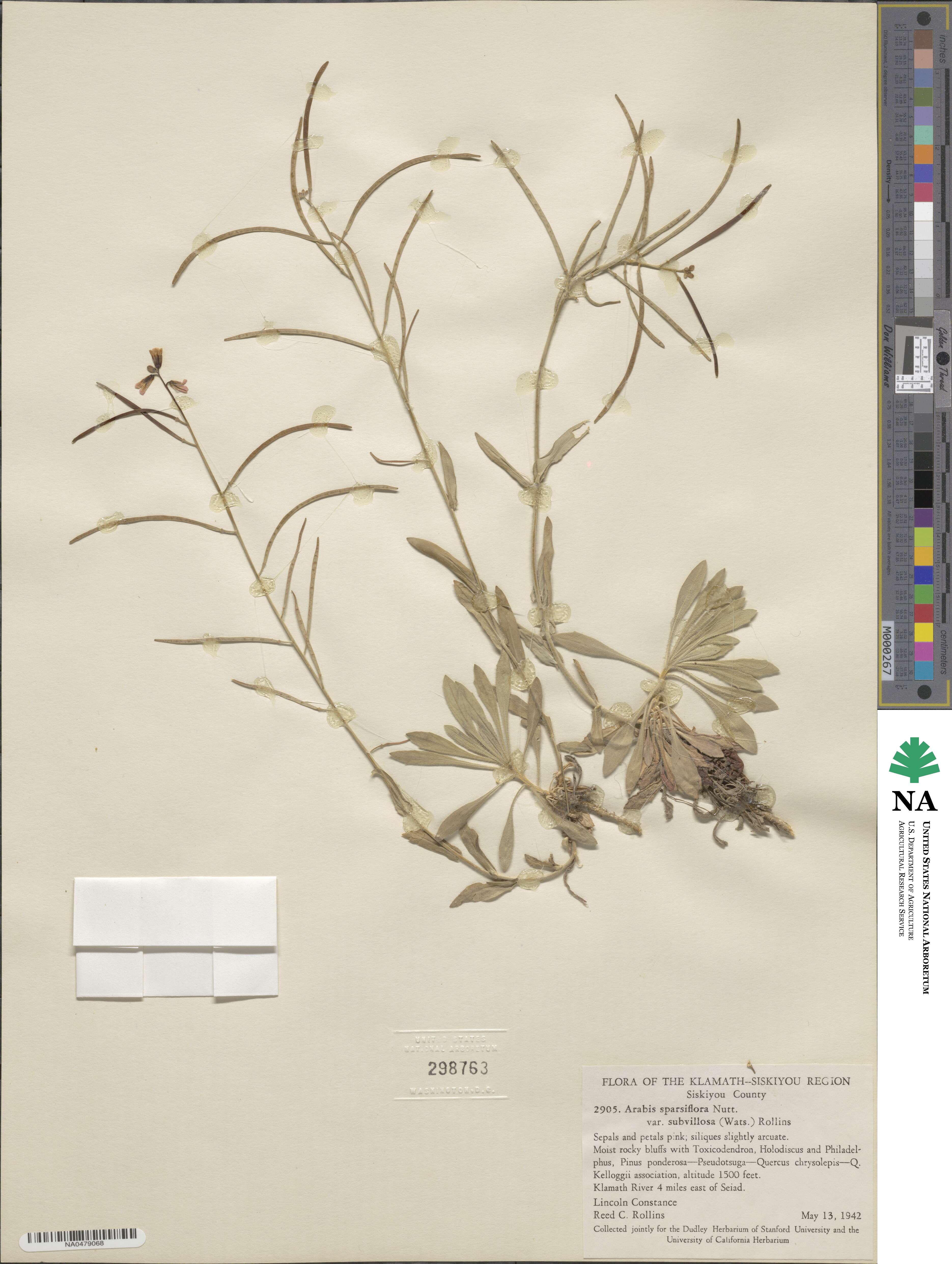 Boechera pauciflora image