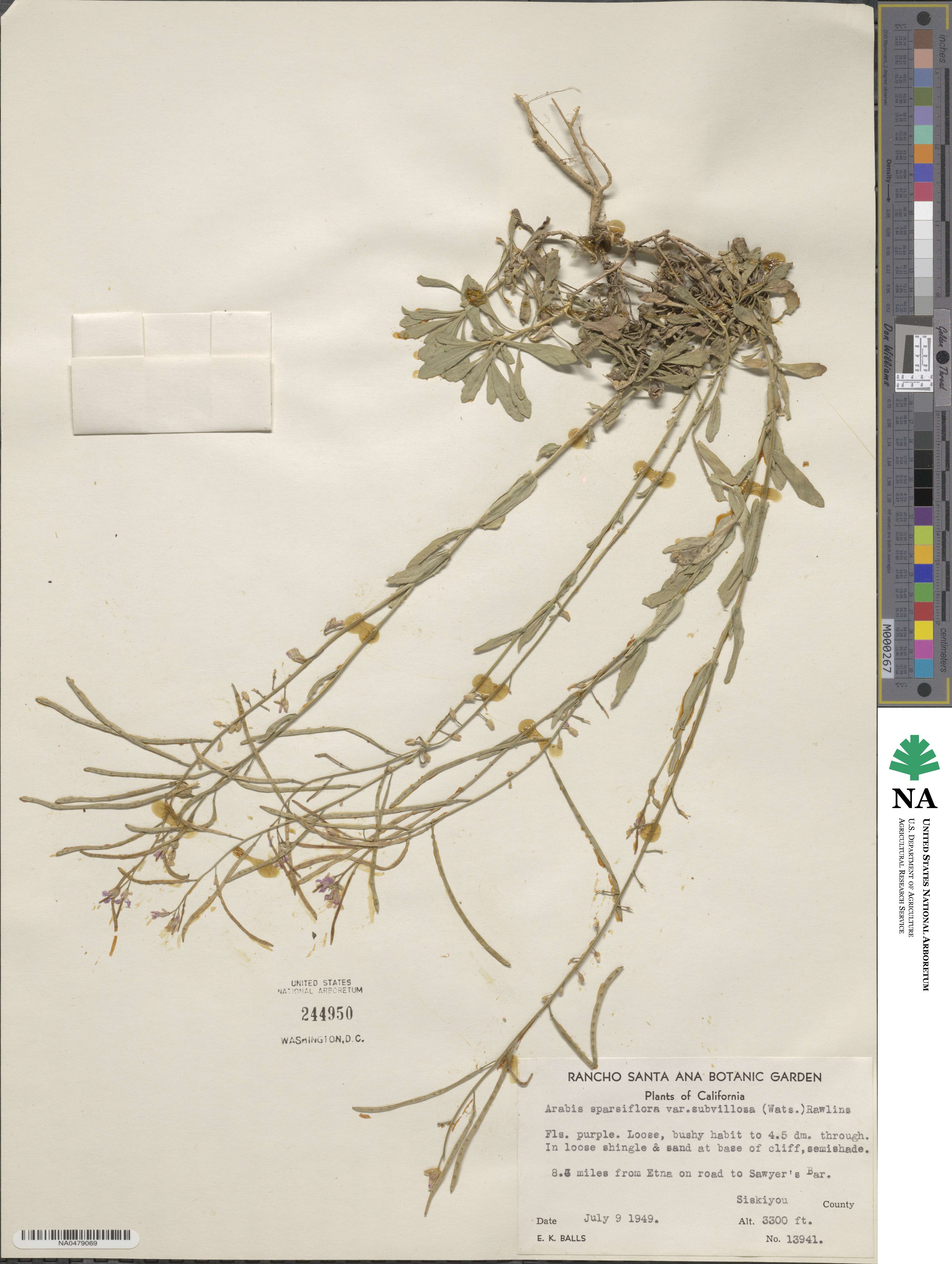 Boechera pauciflora image