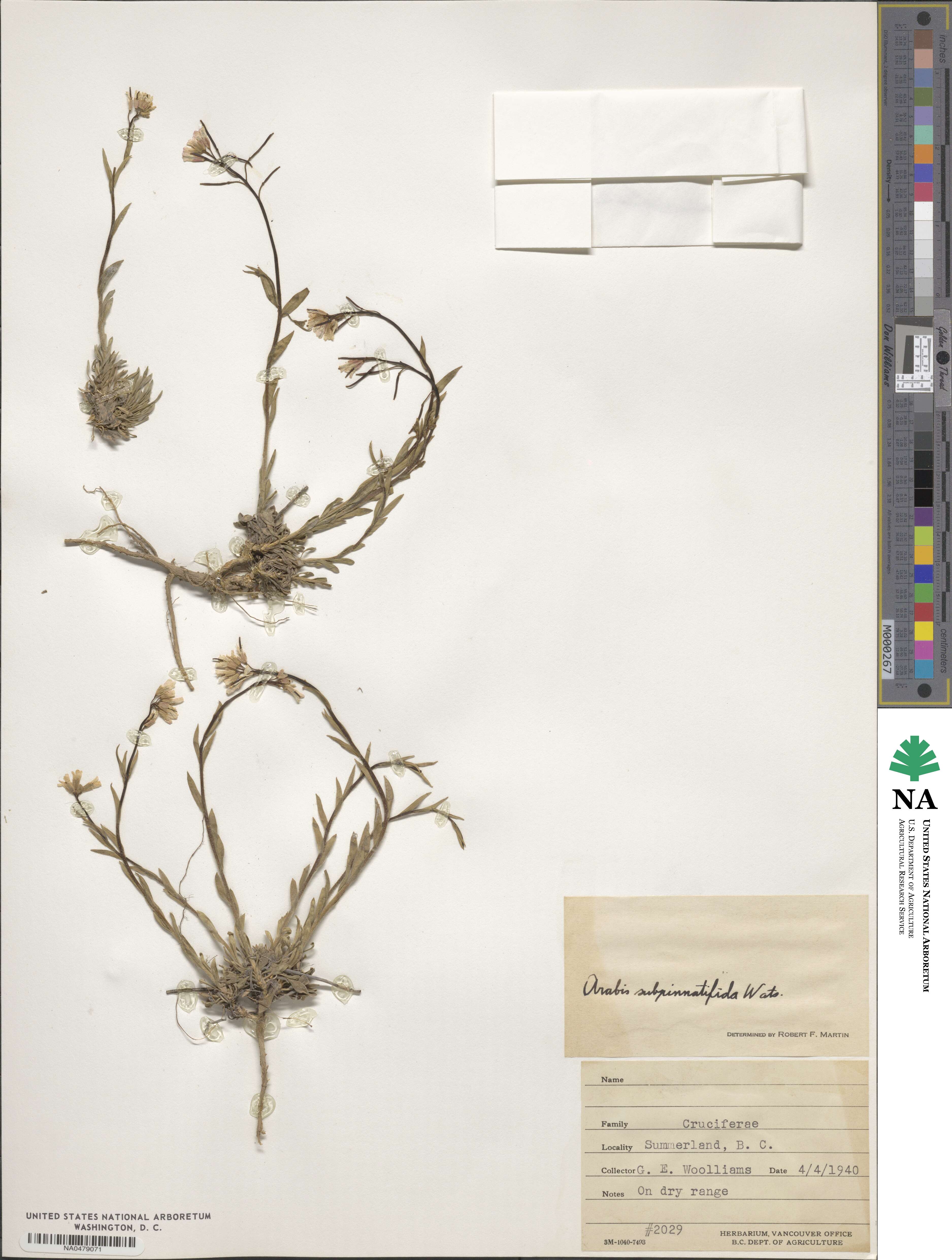 Boechera subpinnatifida image