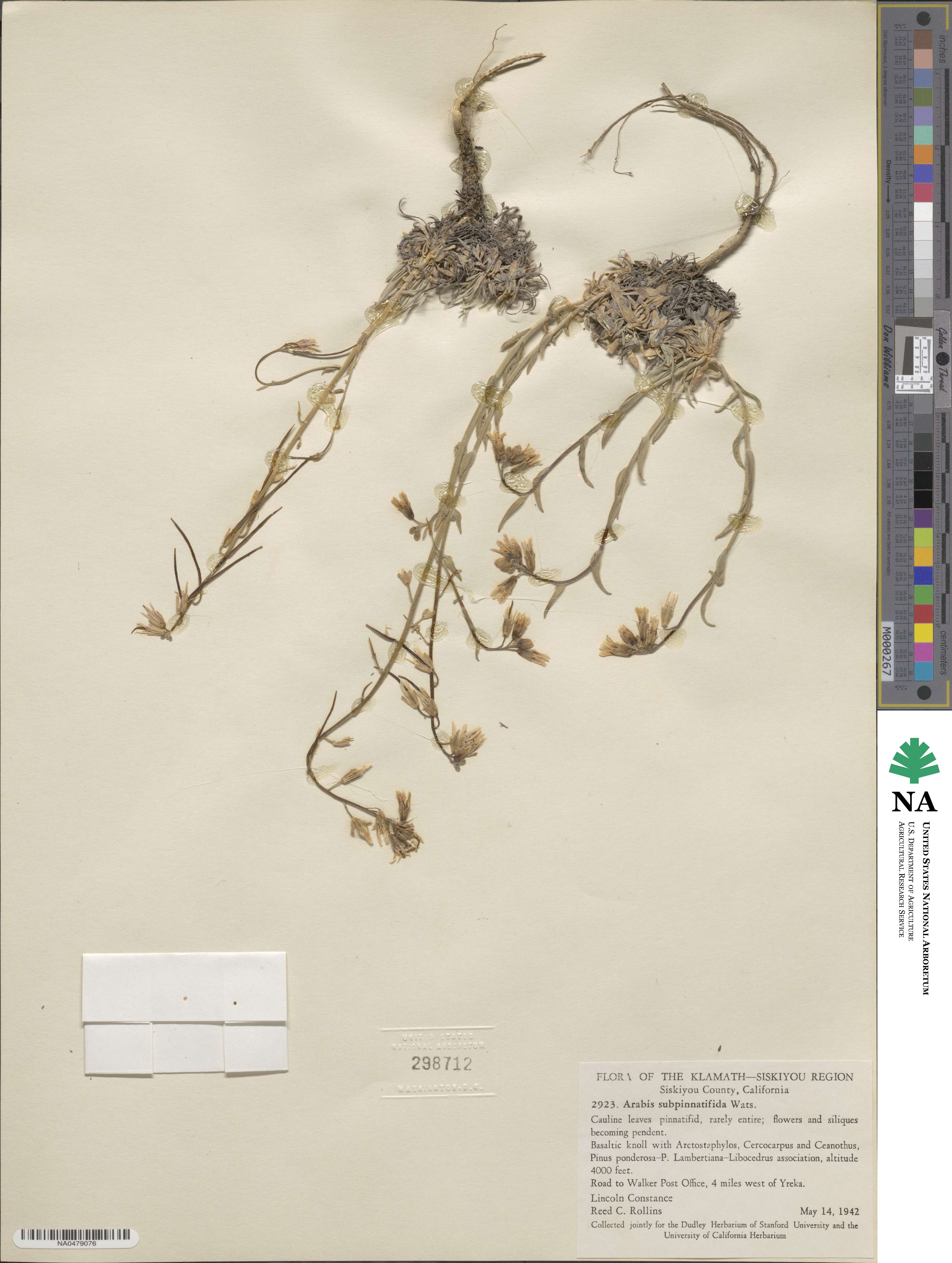 Boechera subpinnatifida image