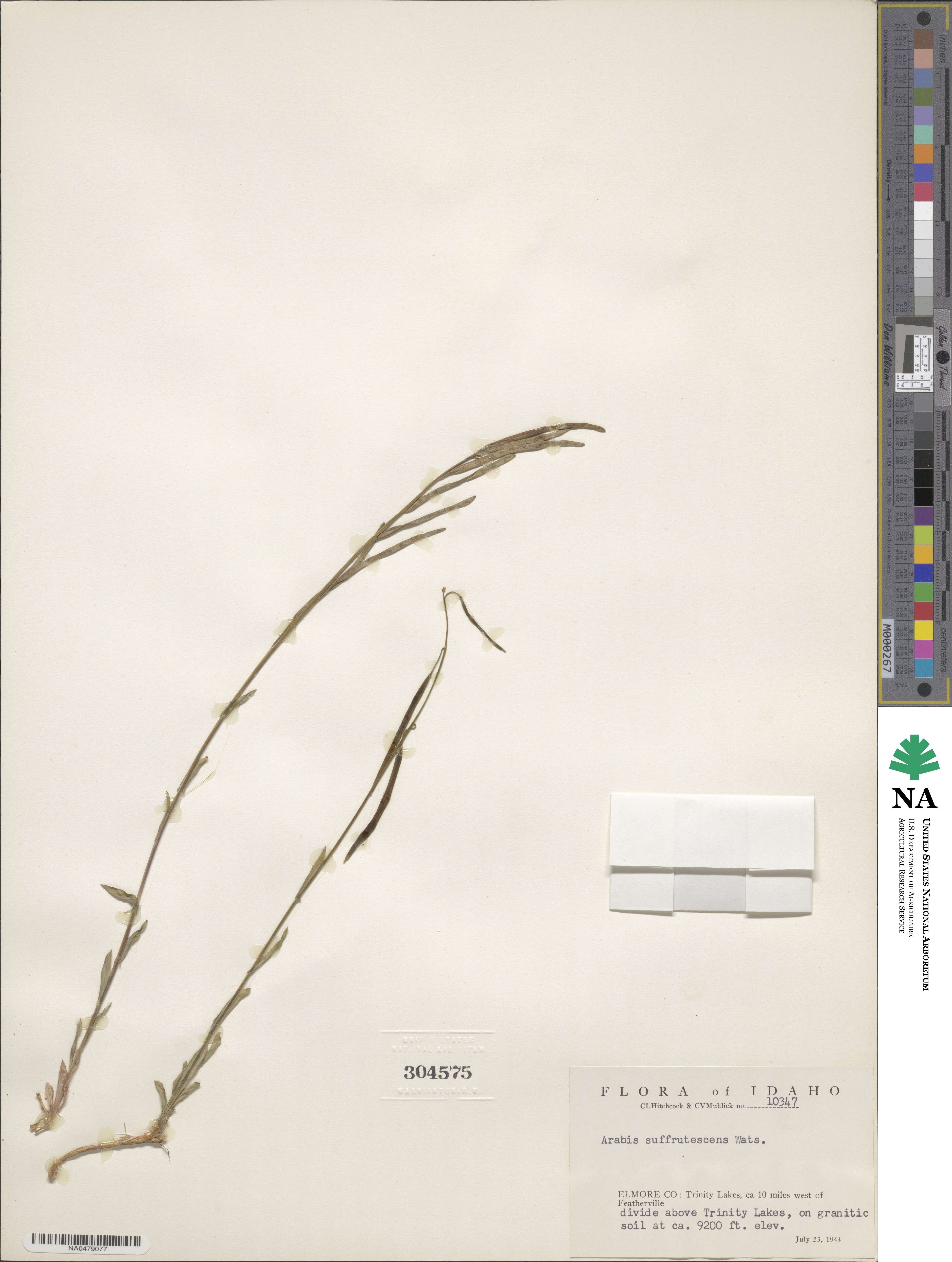 Boechera suffrutescens image