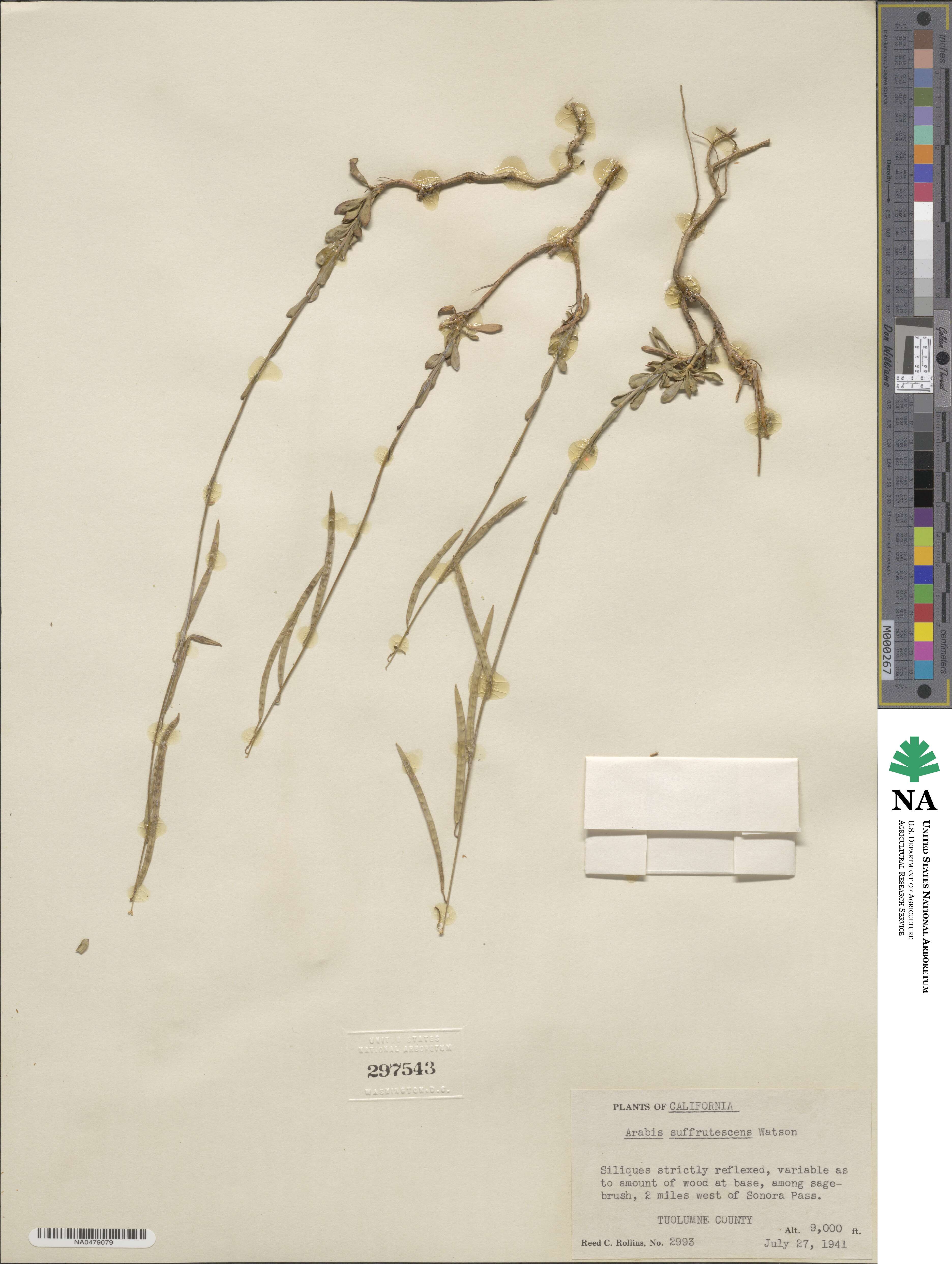 Boechera suffrutescens image