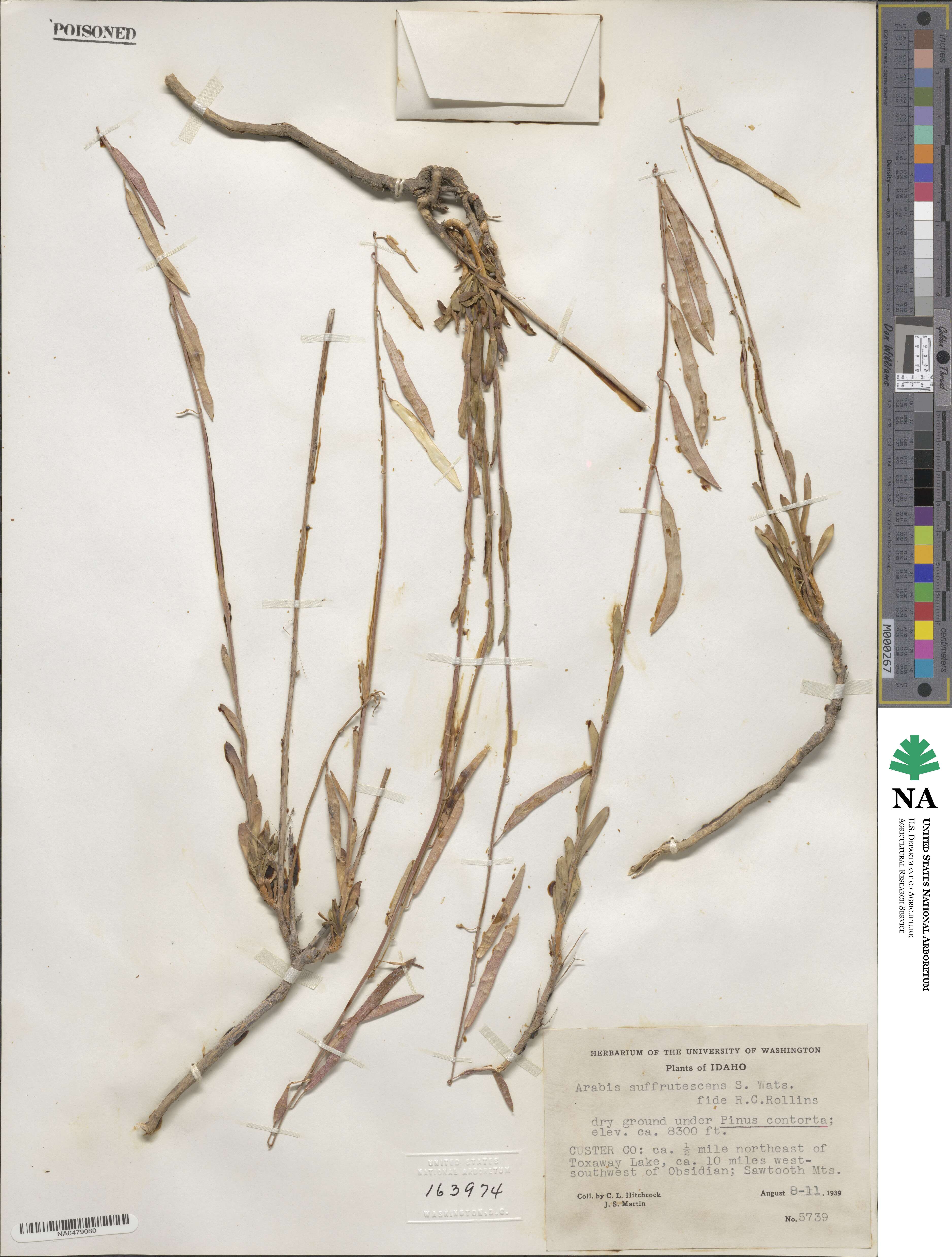 Boechera suffrutescens image