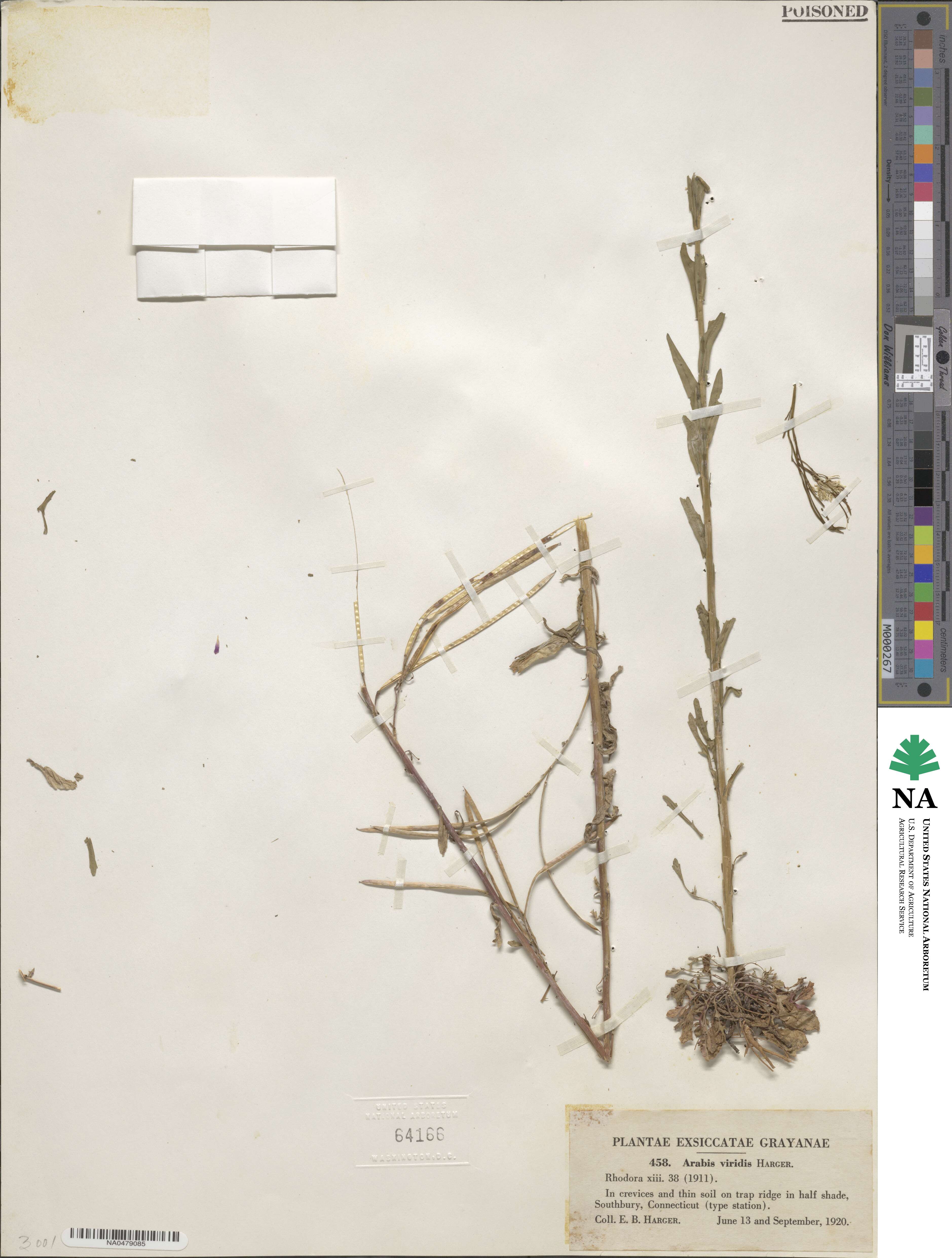 Borodinia missouriensis image