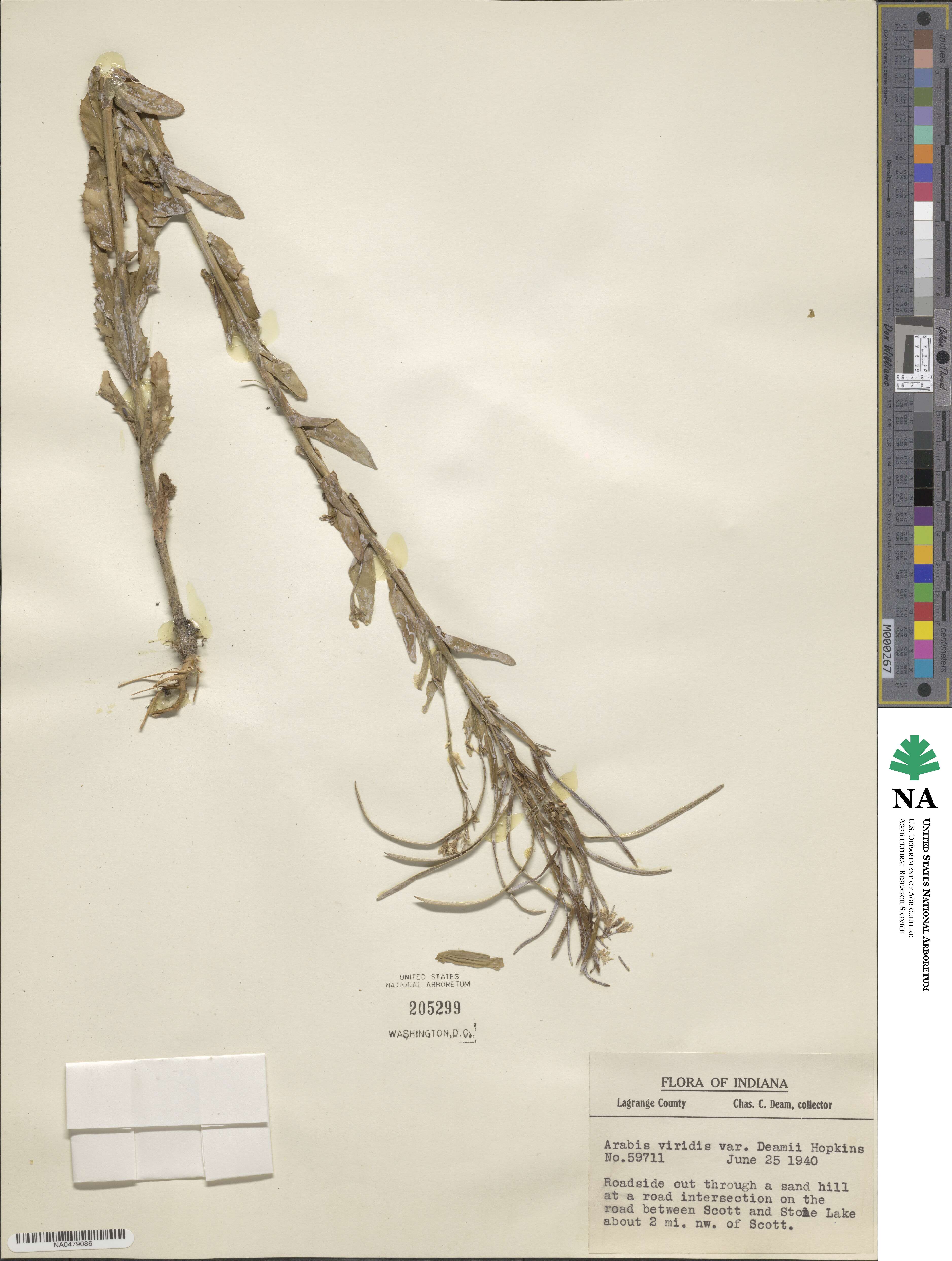 Borodinia missouriensis image