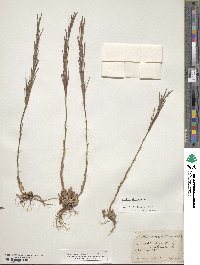 Image of Arabis allionii