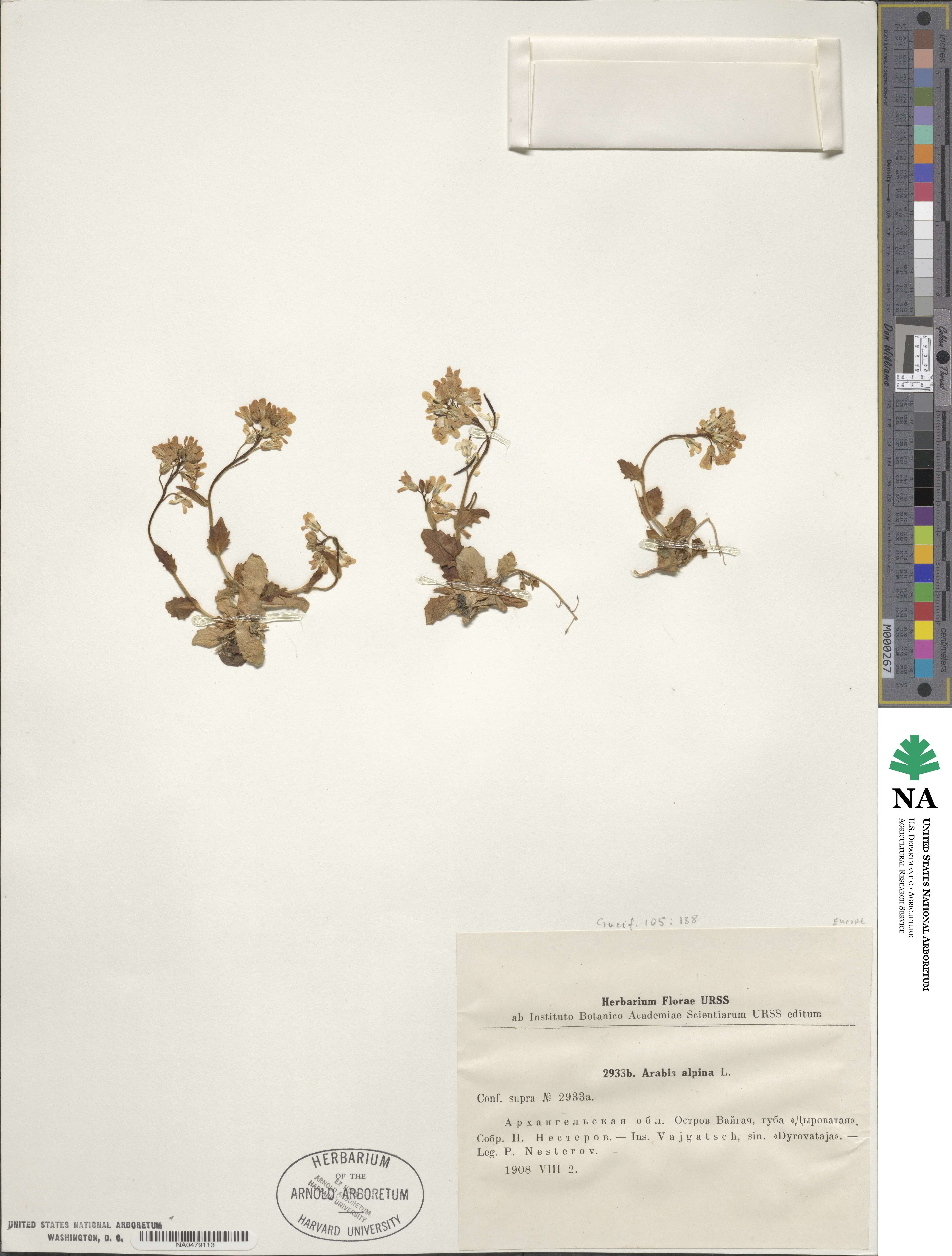 Arabis alpina image