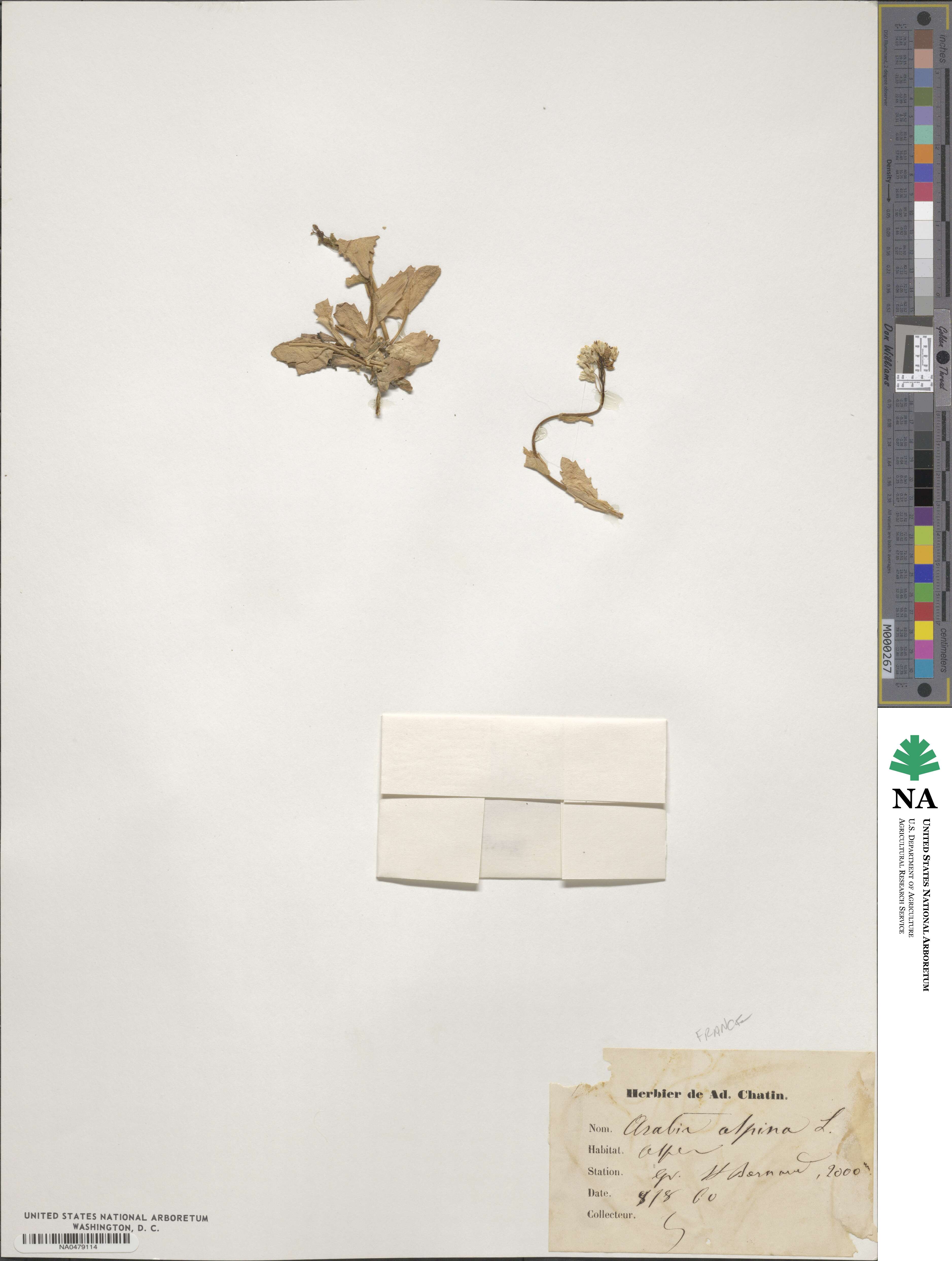 Arabis alpina image