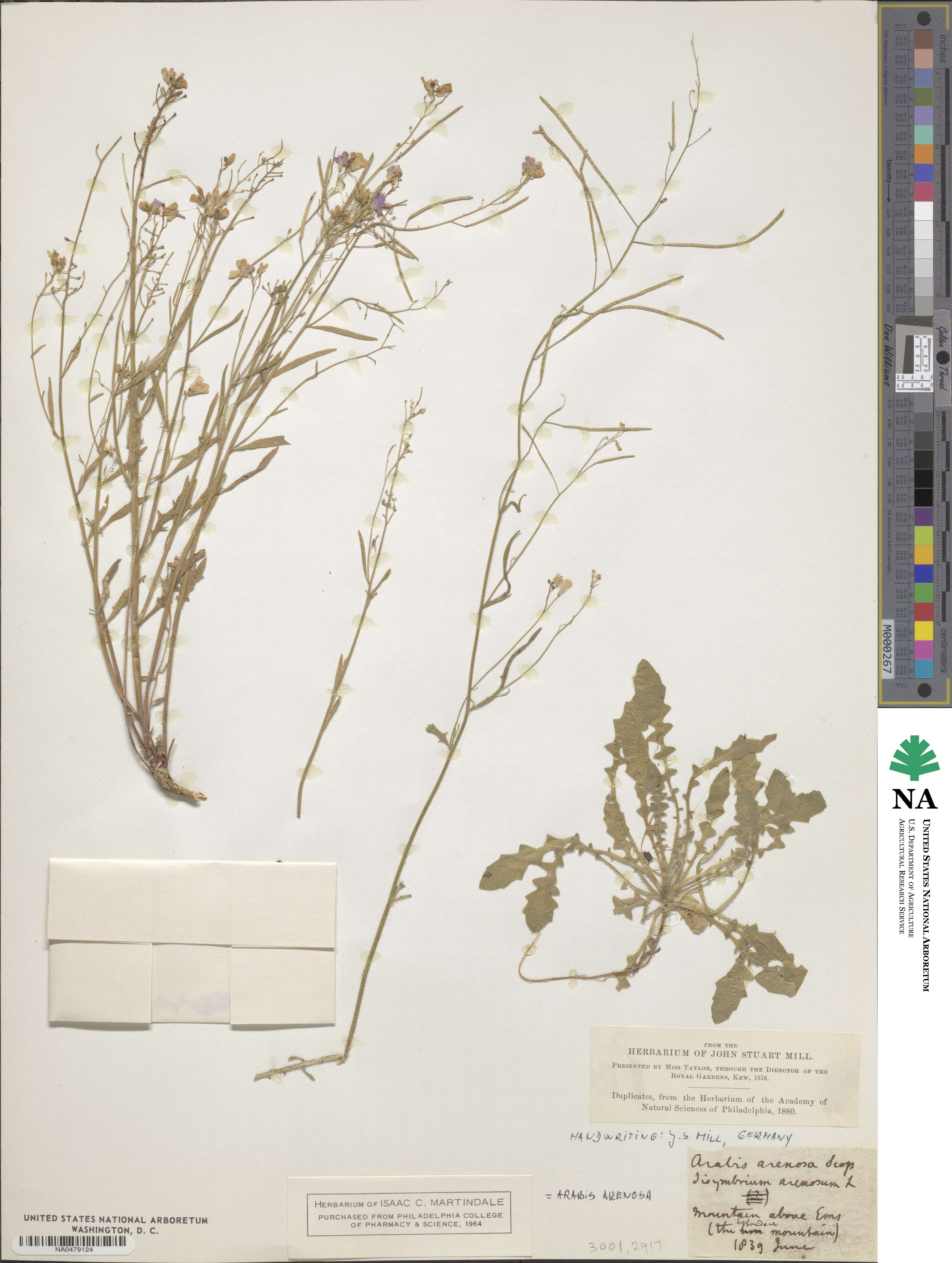 Arabis arenosa image