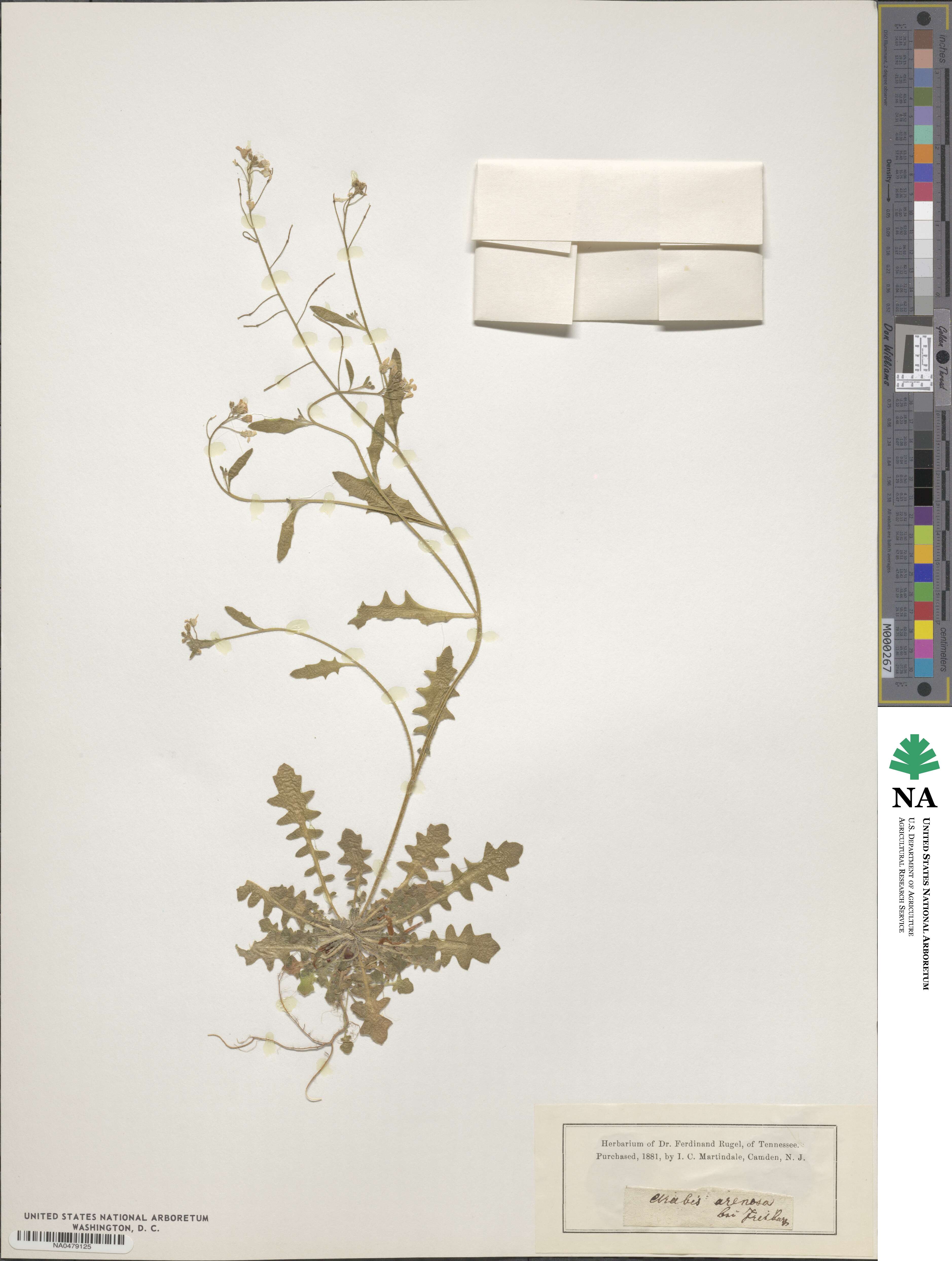 Arabis arenosa image