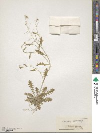 Arabis arenosa image