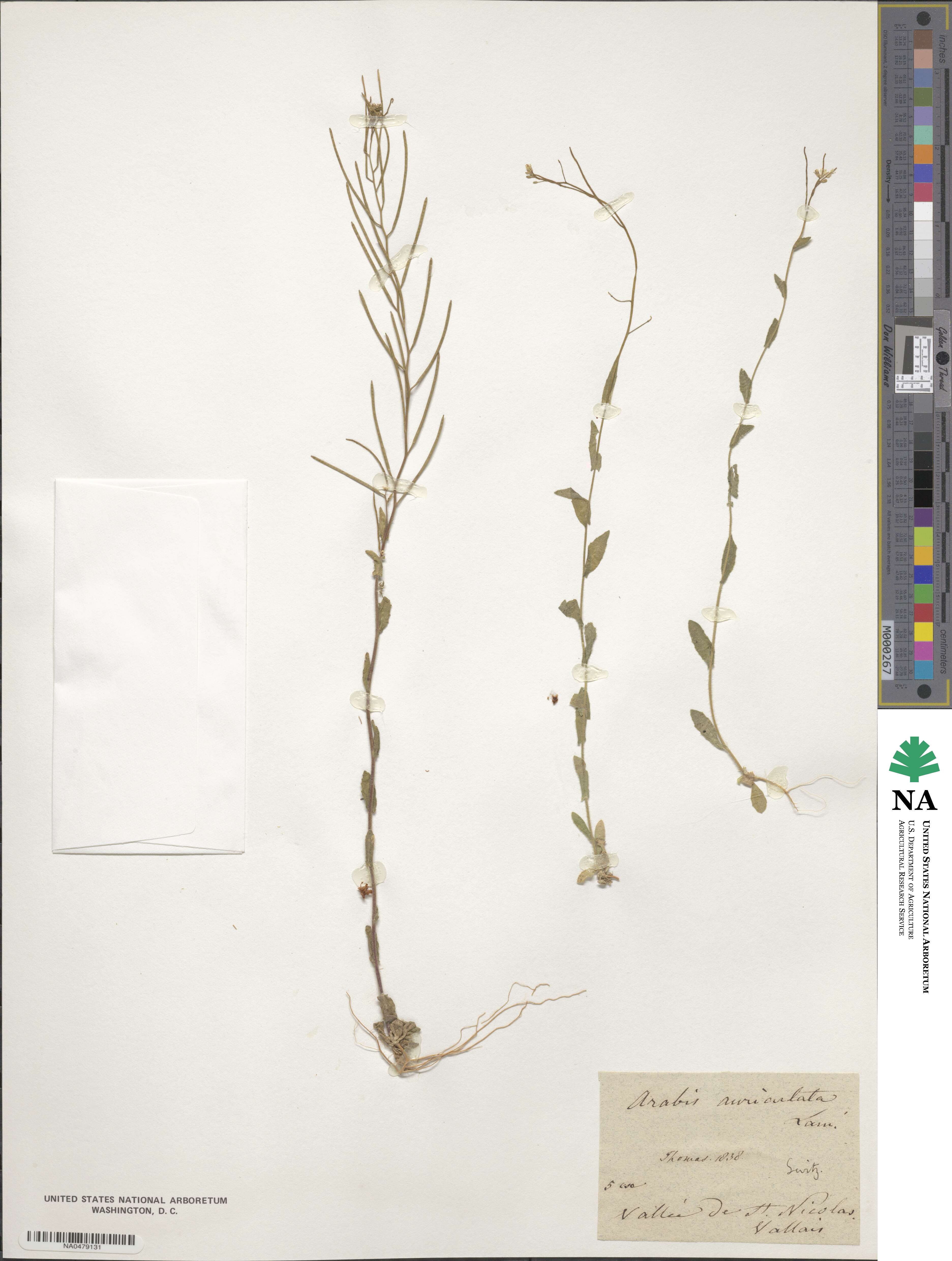 Arabis auriculata image