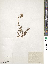 Arabis bellidifolia image