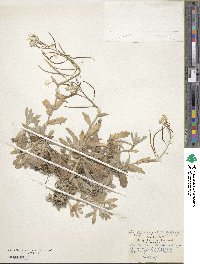 Arabis caucasica image
