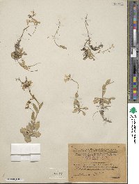 Arabis caucasica image