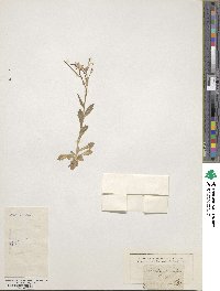 Arabis caucasica image