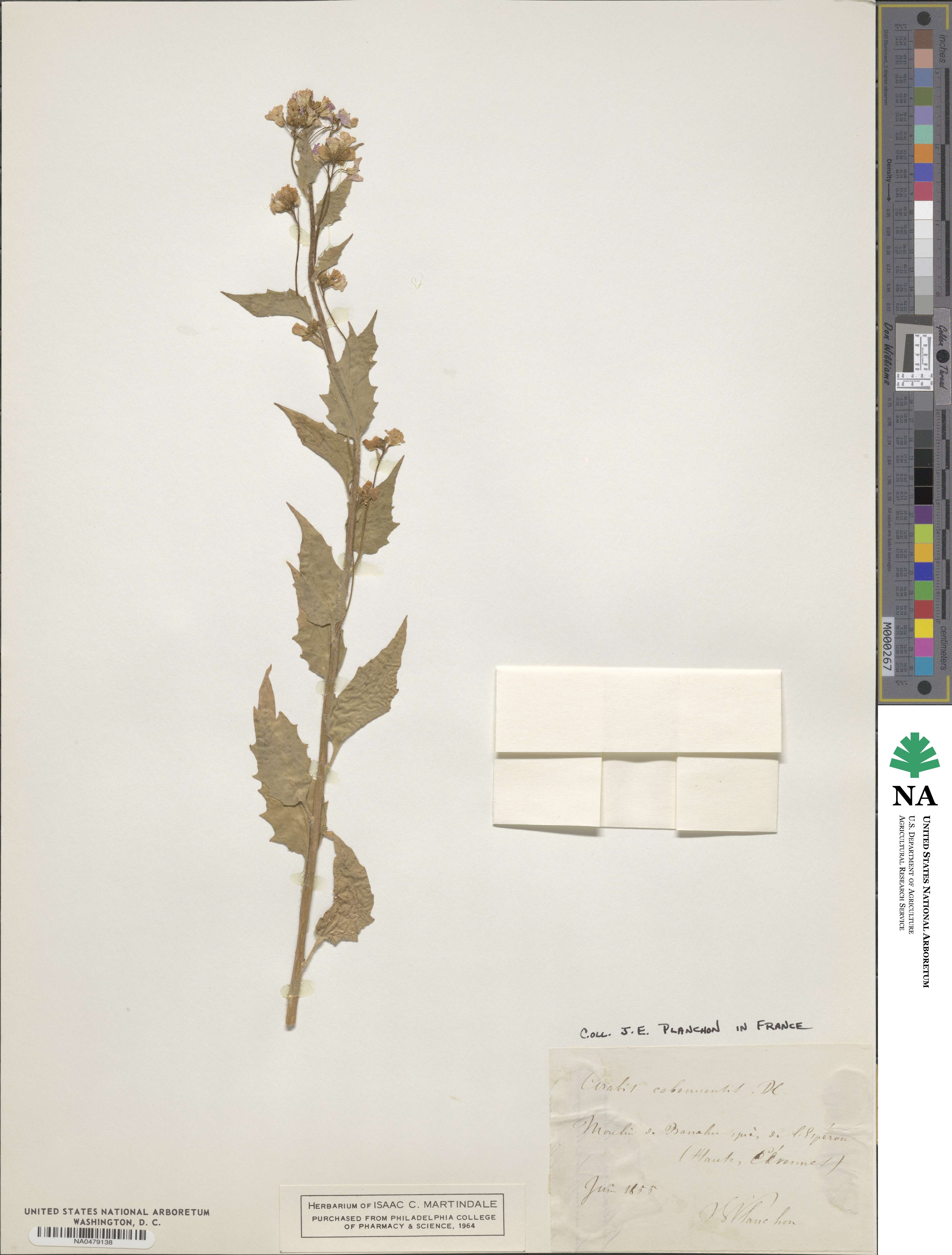 Arabidopsis cebennensis image