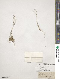 Arabis hirsuta image