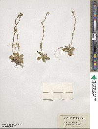 Arabis hirsuta image