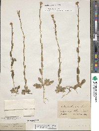 Arabis hirsuta image