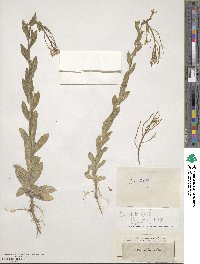 Arabis nova image