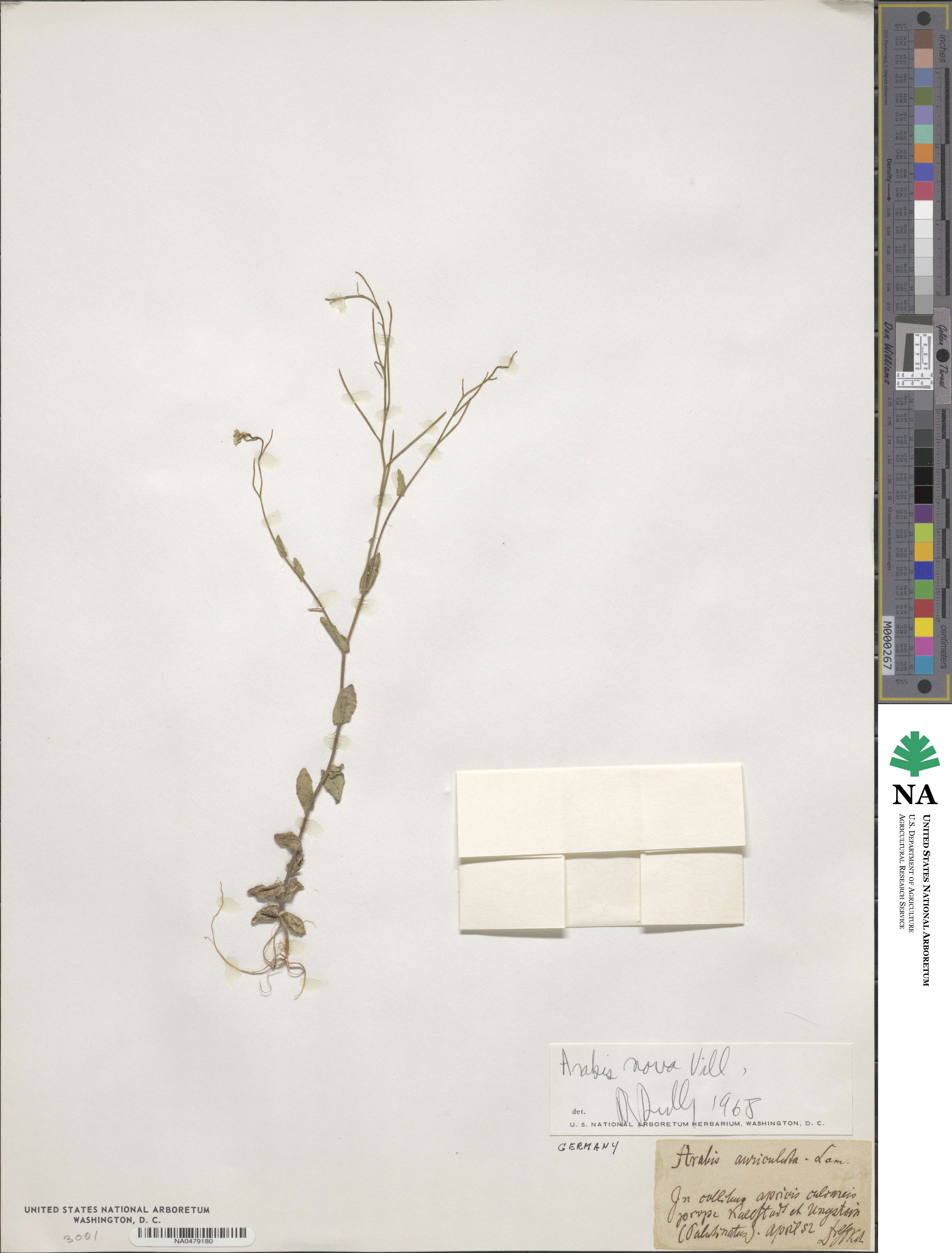 Arabis nova image