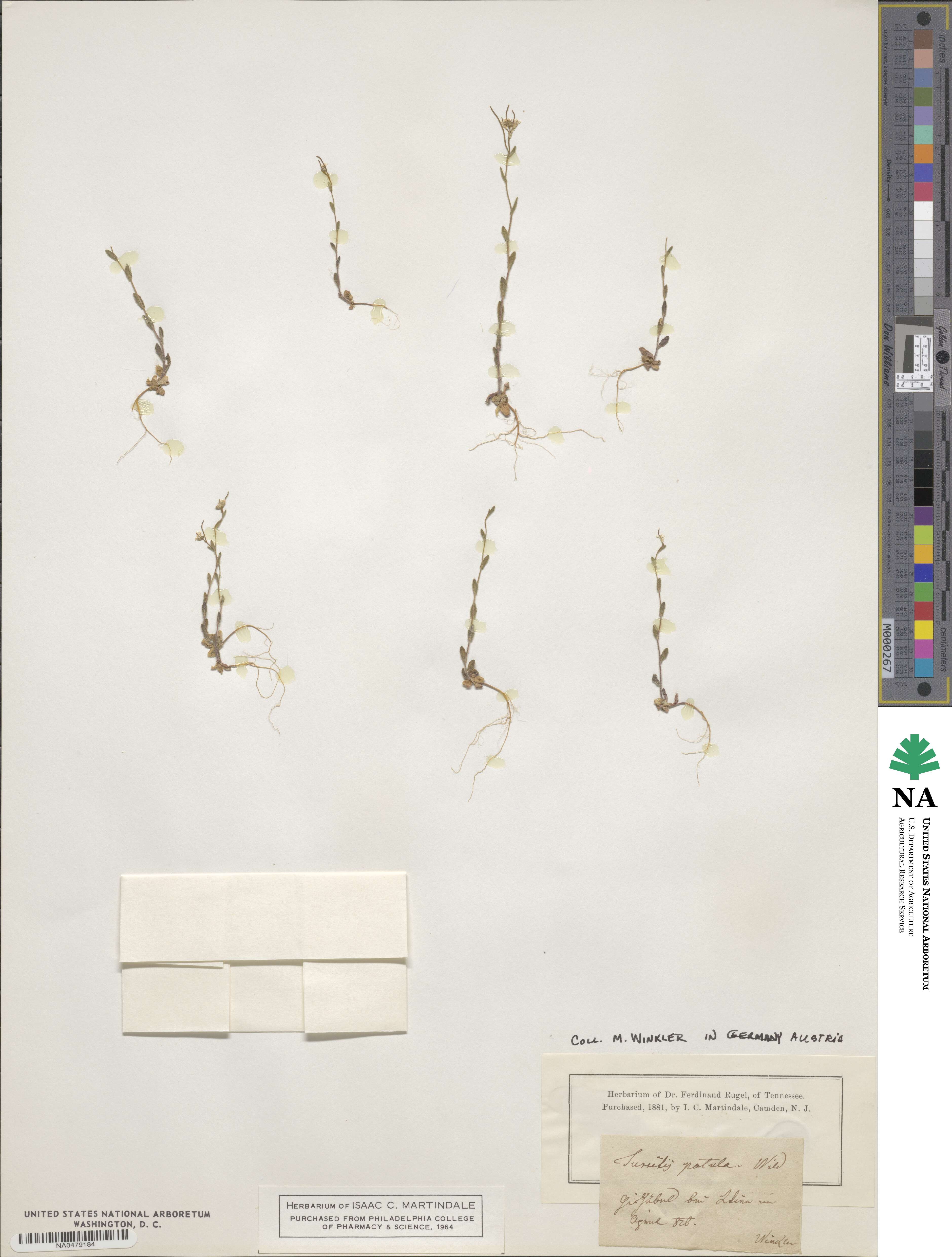 Arabis patula image