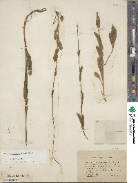 Image of Fourraea alpina