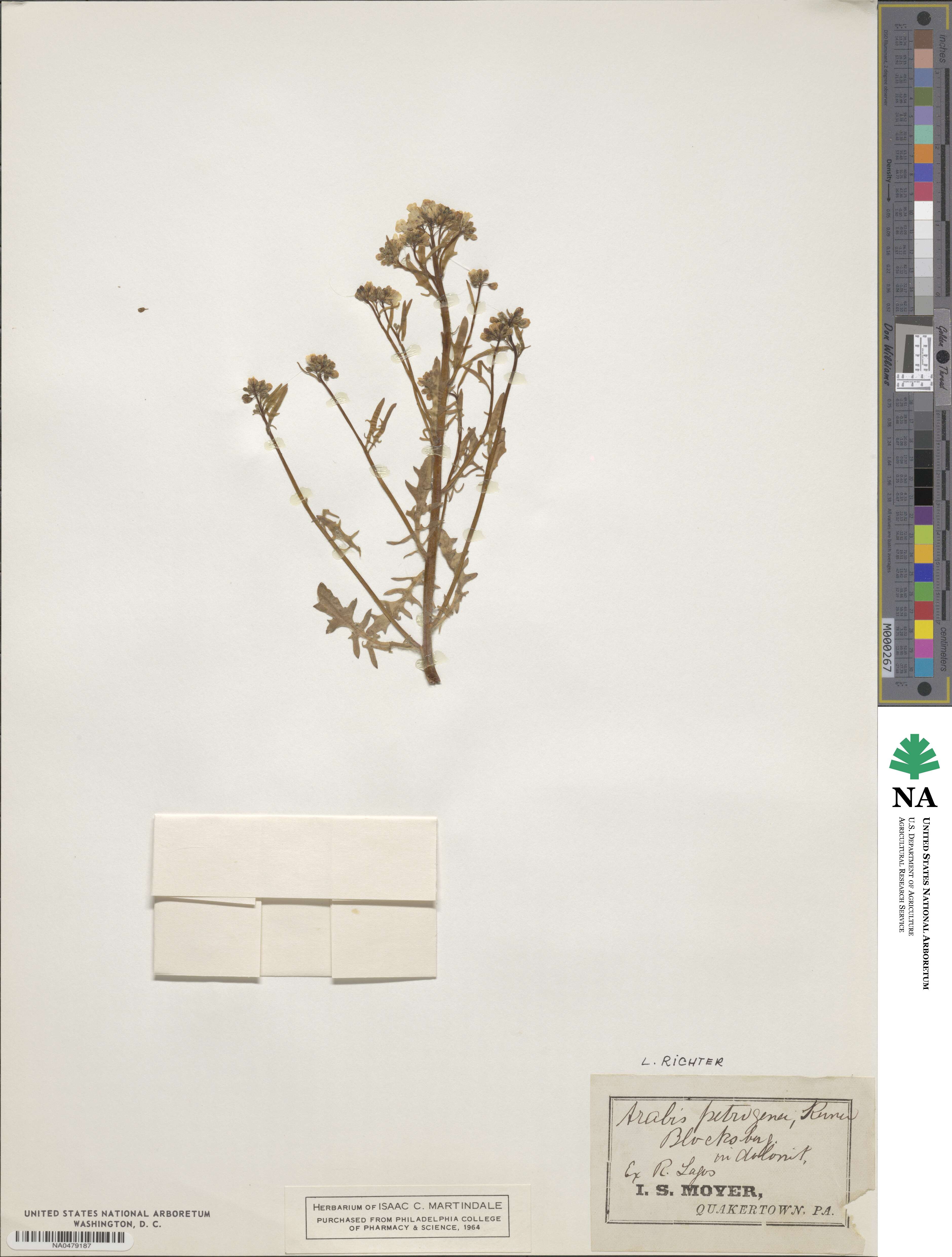 Arabis petrogena image