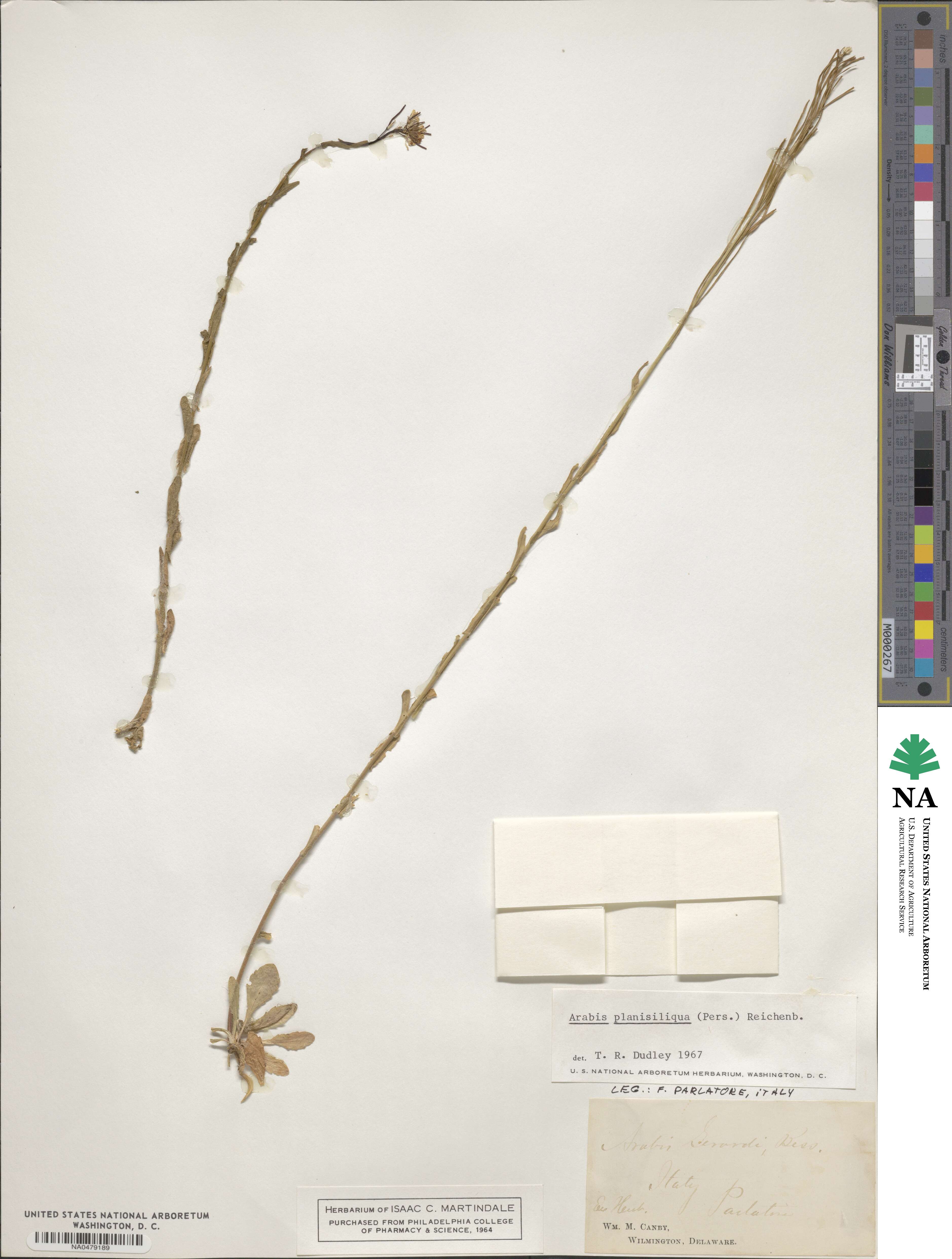 Arabis planisiliqua image