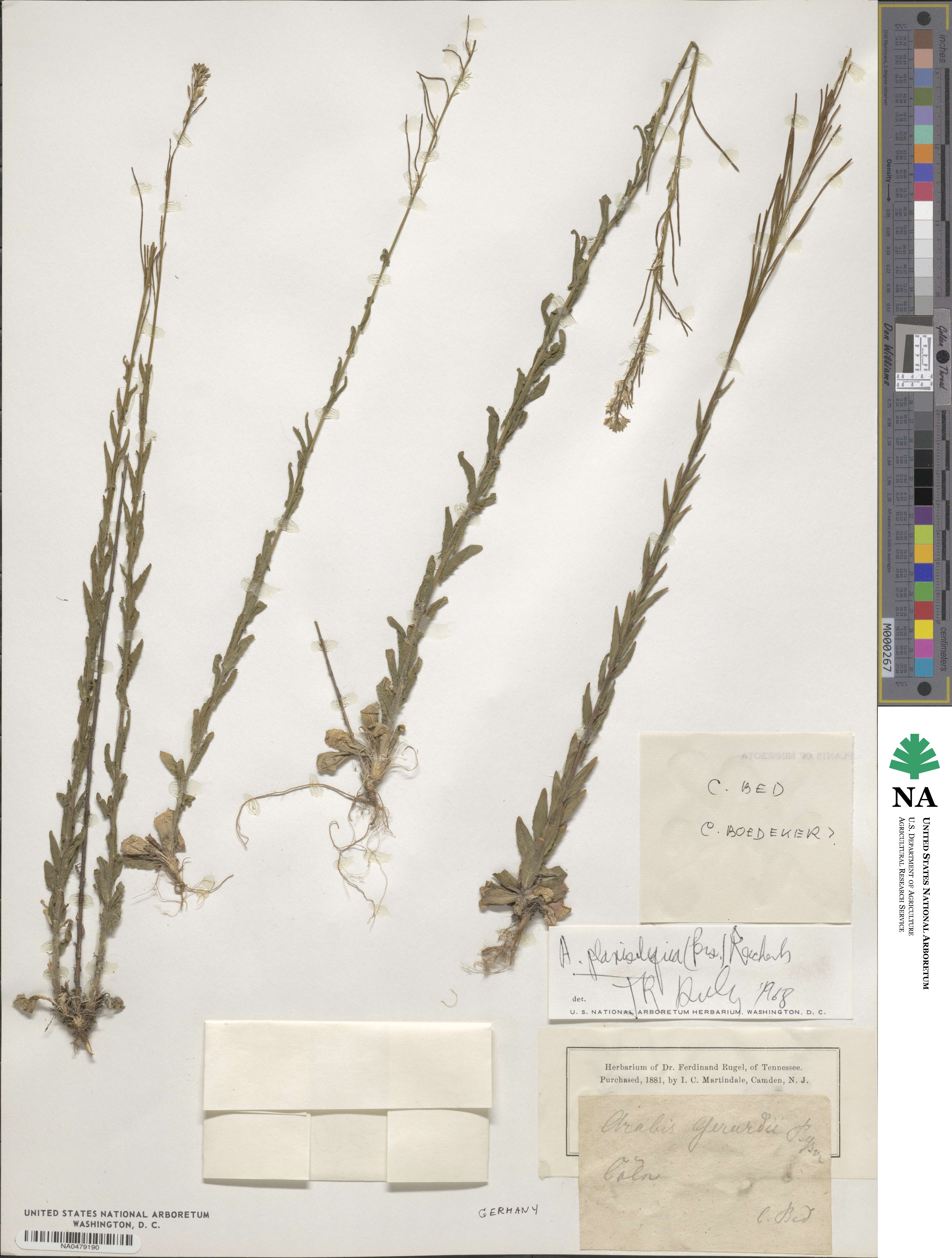 Arabis planisiliqua image