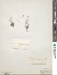 Arabis serpyllifolia image