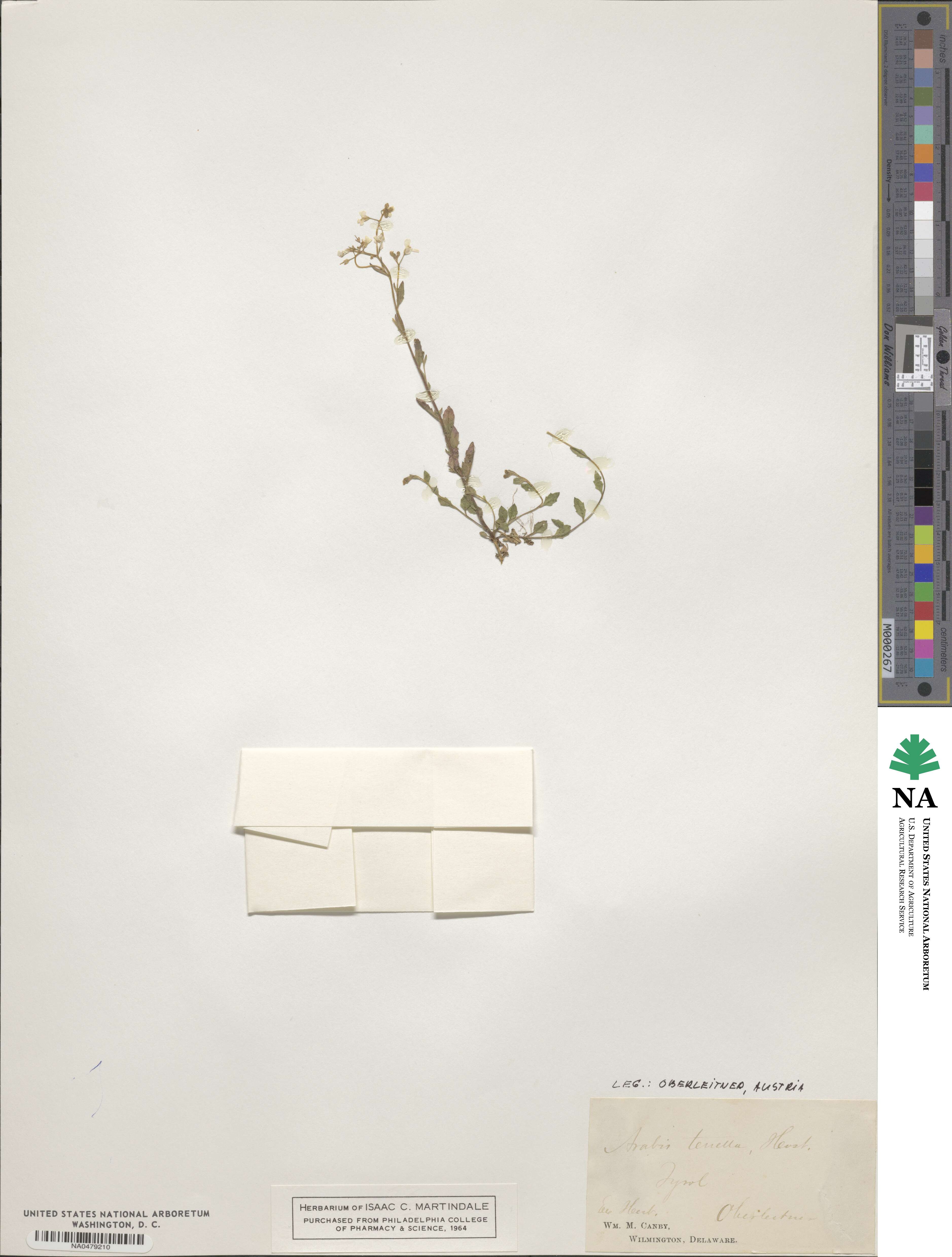 Arabis collina image