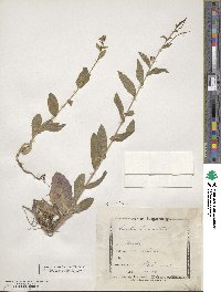 Pseudoturritis turrita image