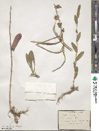 Pseudoturritis turrita image