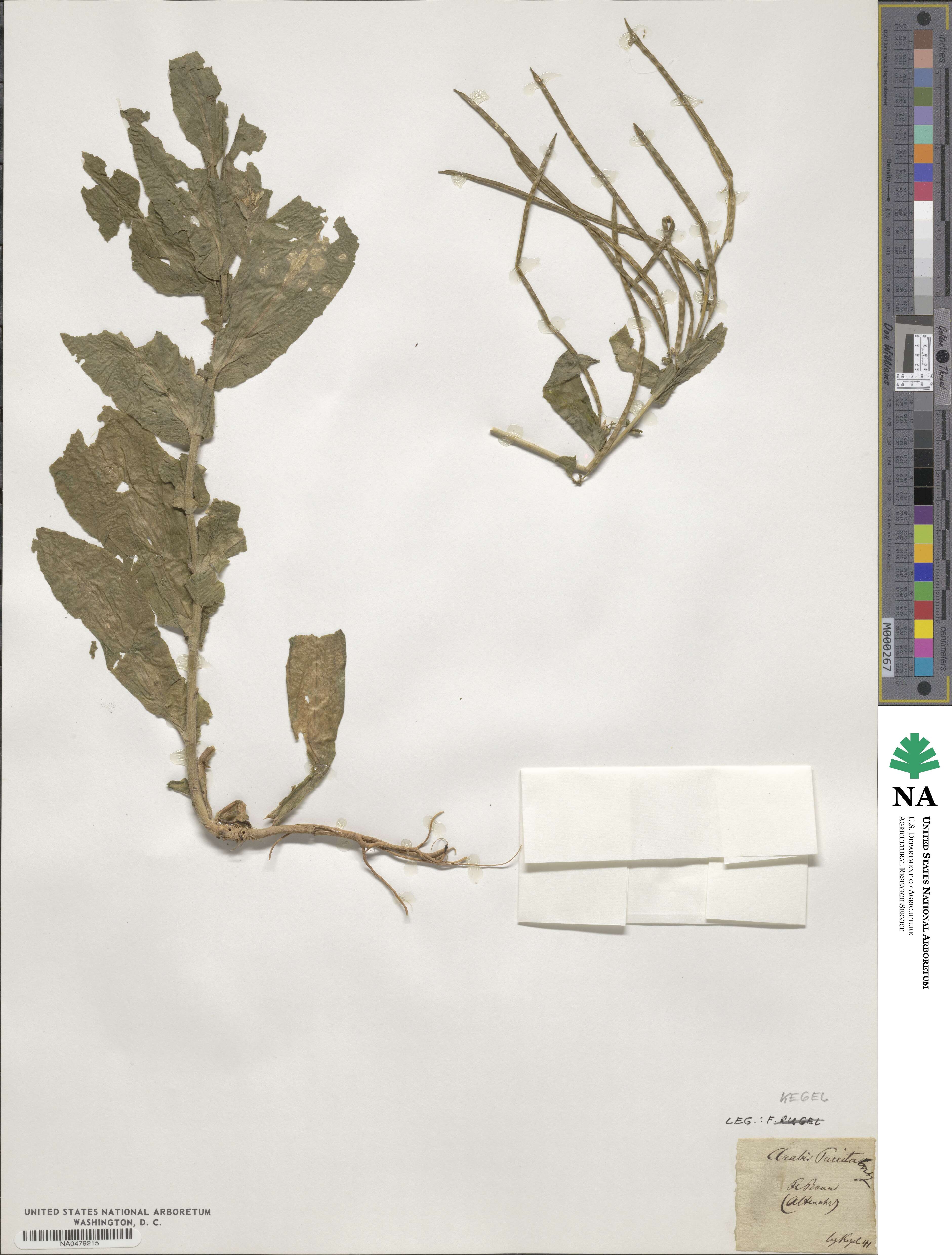 Pseudoturritis image